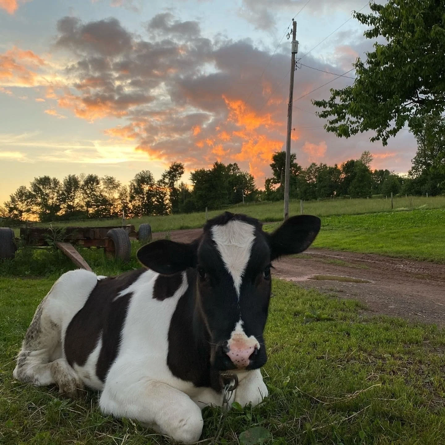 Happy Cow at Highland Farm.JPG