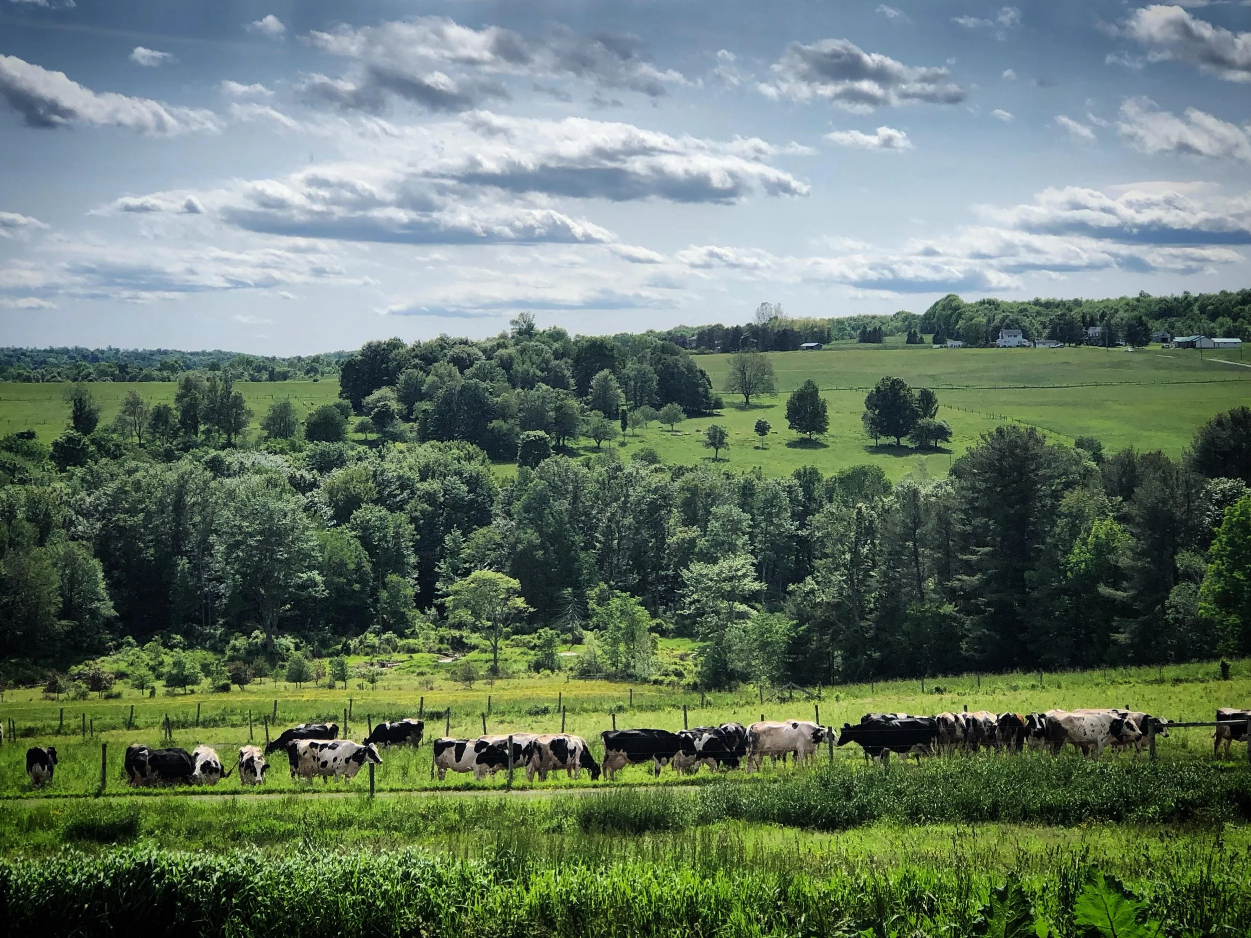 Filed of Cows at Highland Farm.JPG