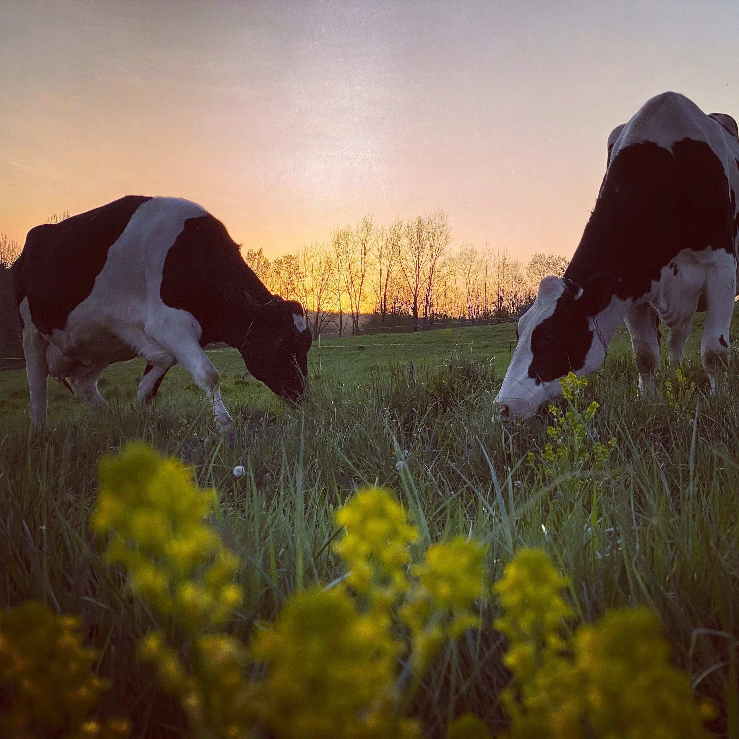 Cows on Pasture at Highland Farm Calkins Creamery.JPG