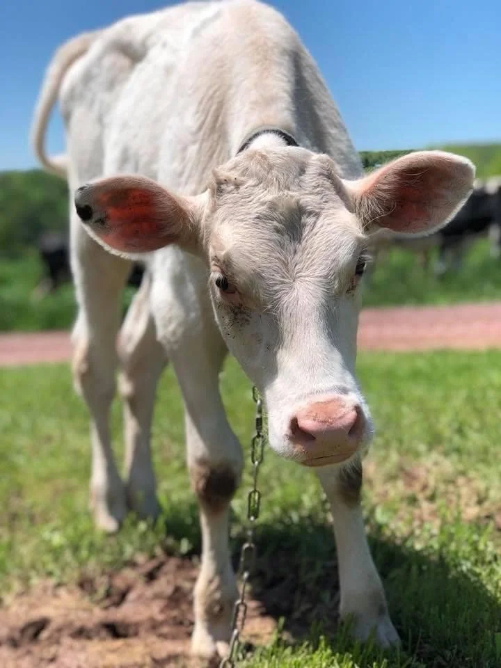Calkins Creamery Happy Cow.JPG