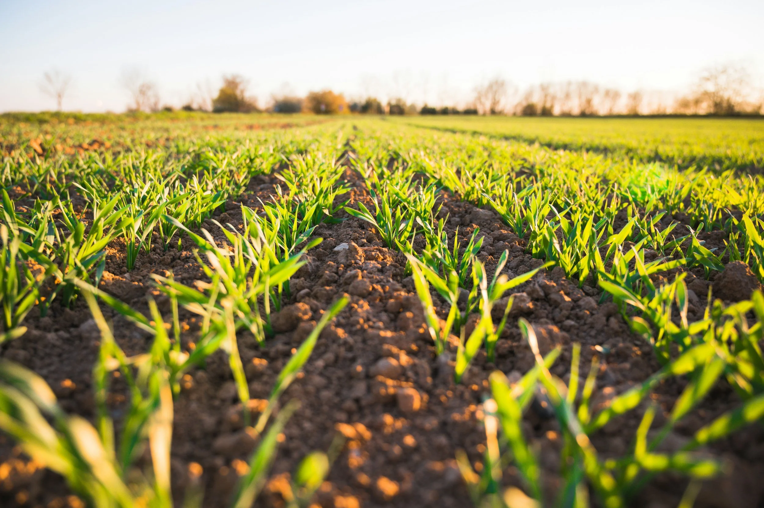 The ROI of Regenerative Agriculture