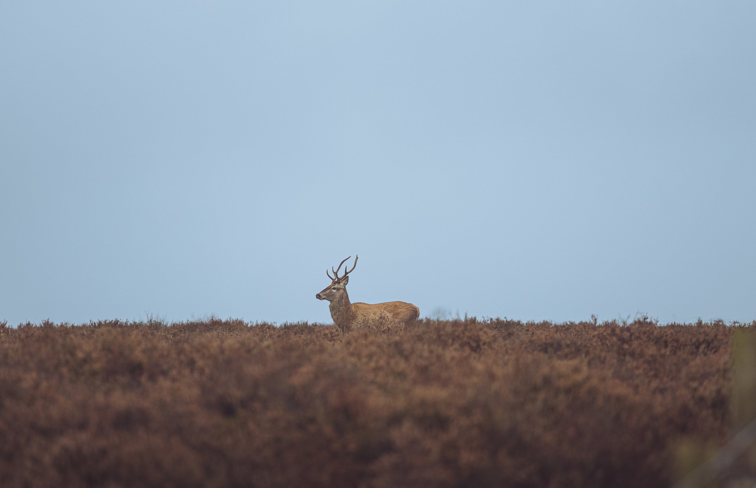 Padley - Deer.jpg