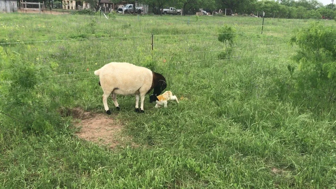 Bryan's Healthy Harvest, LLC photo 5