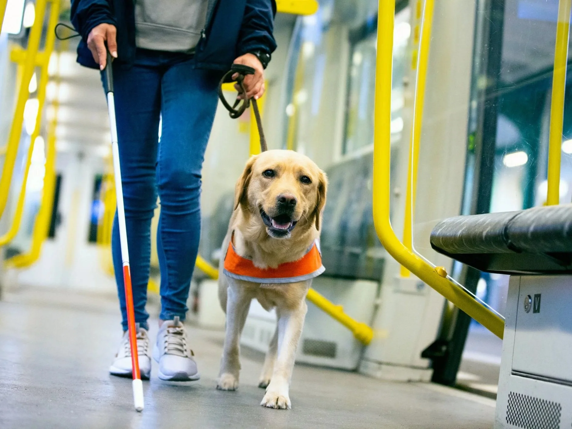 Do You Know Your Service Animal Rights?