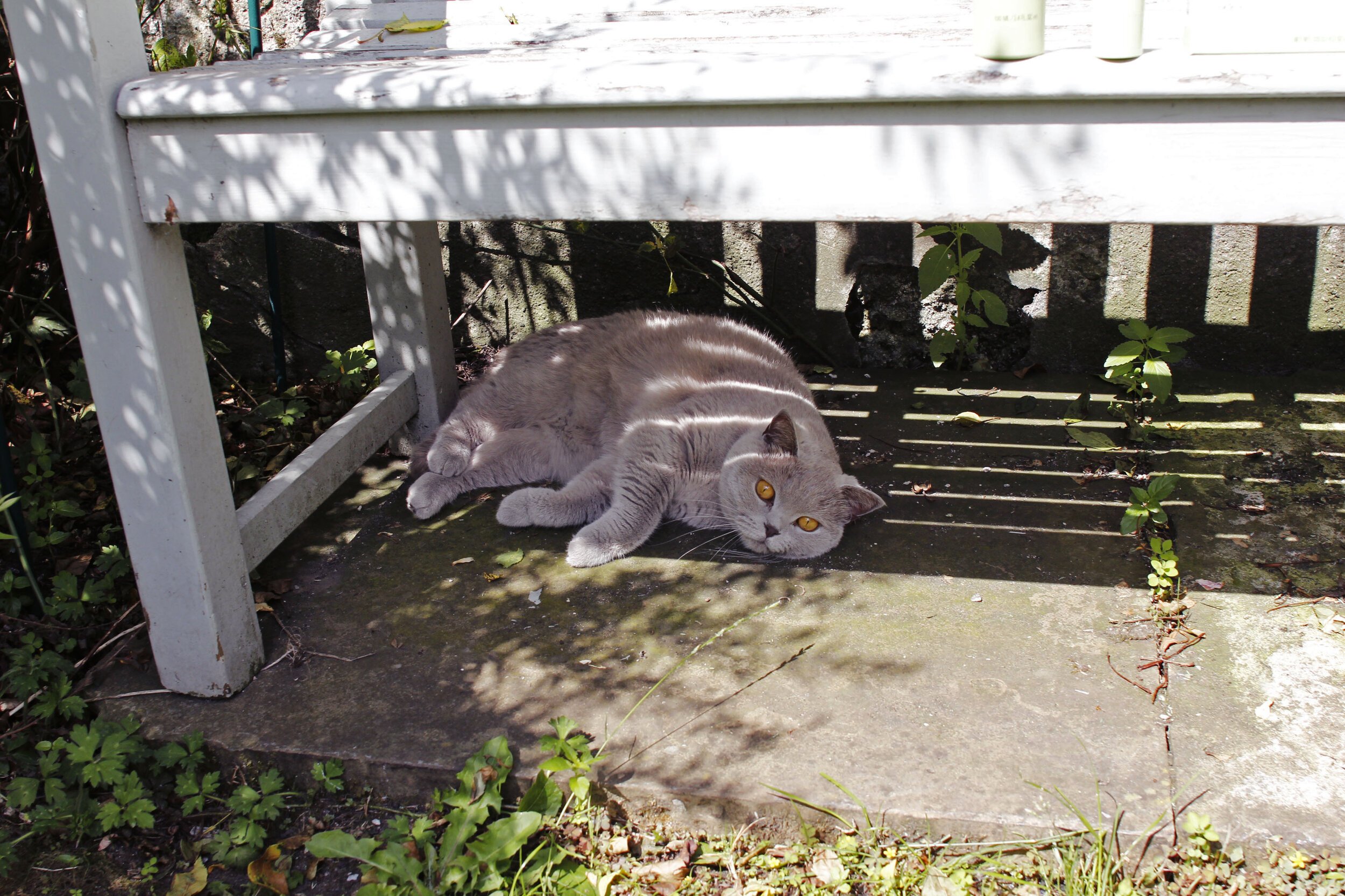 Codex Beauty, Vegan Skincare, Natural Beauty, Eco Beauty, Holly White, Life Lessons