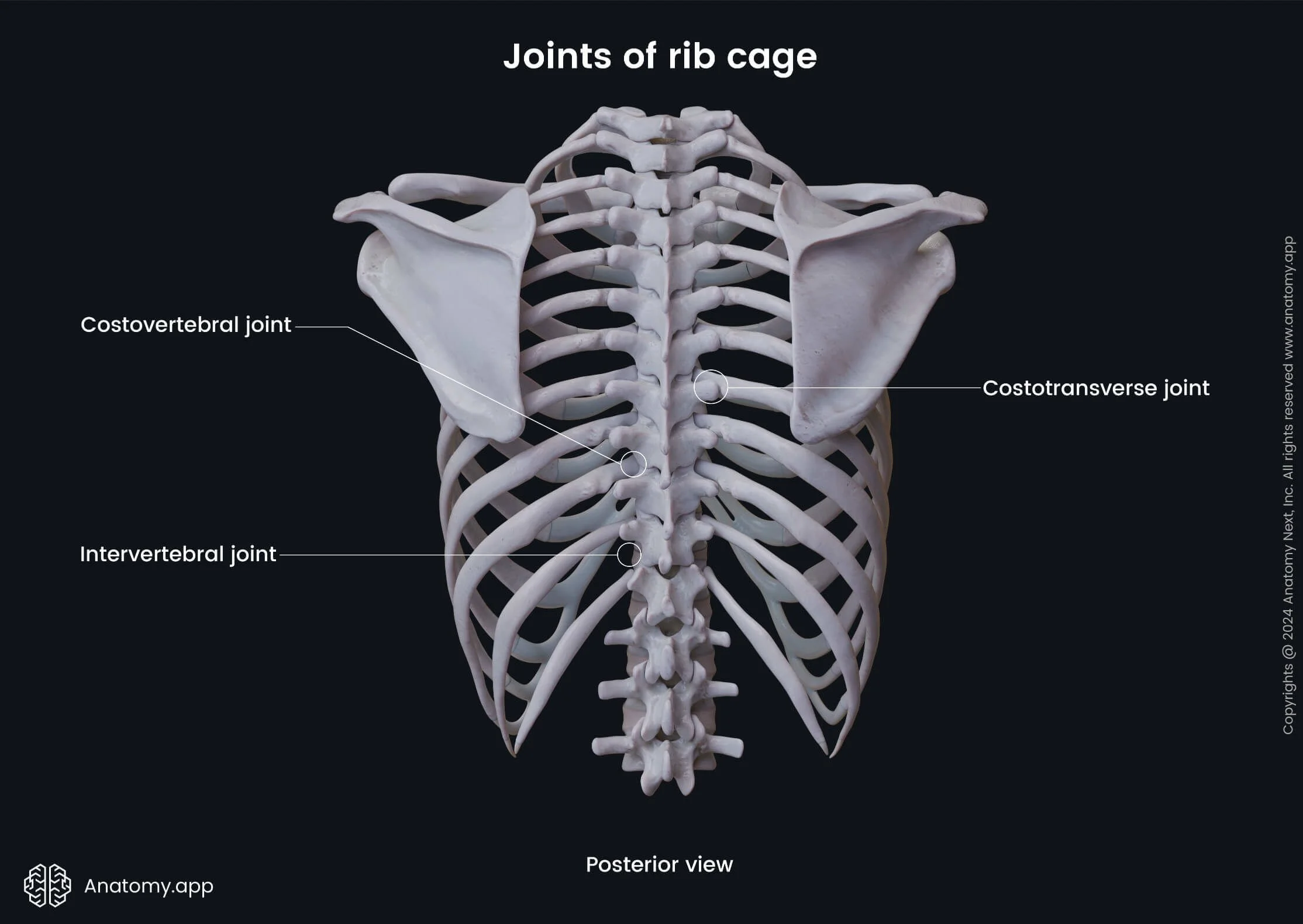 Upper Back Pain: Ribs, Posture, and Why That “Stuck” Feeling Happens