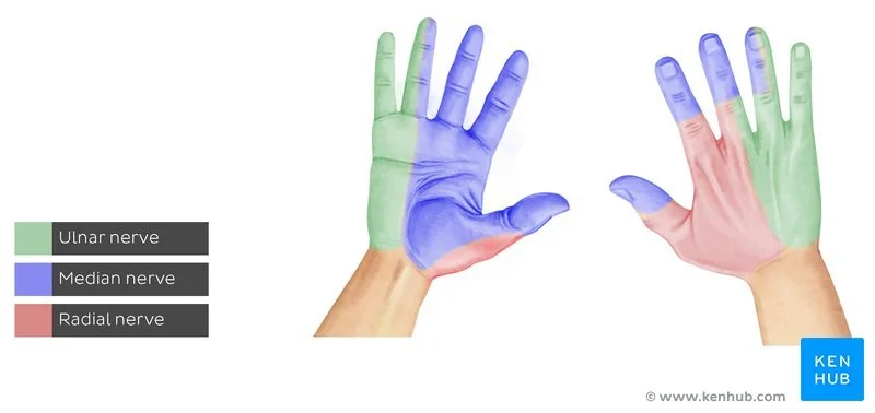 Tingling &amp; Numbness in the Fingers: Is It Really Carpal Tunnel?