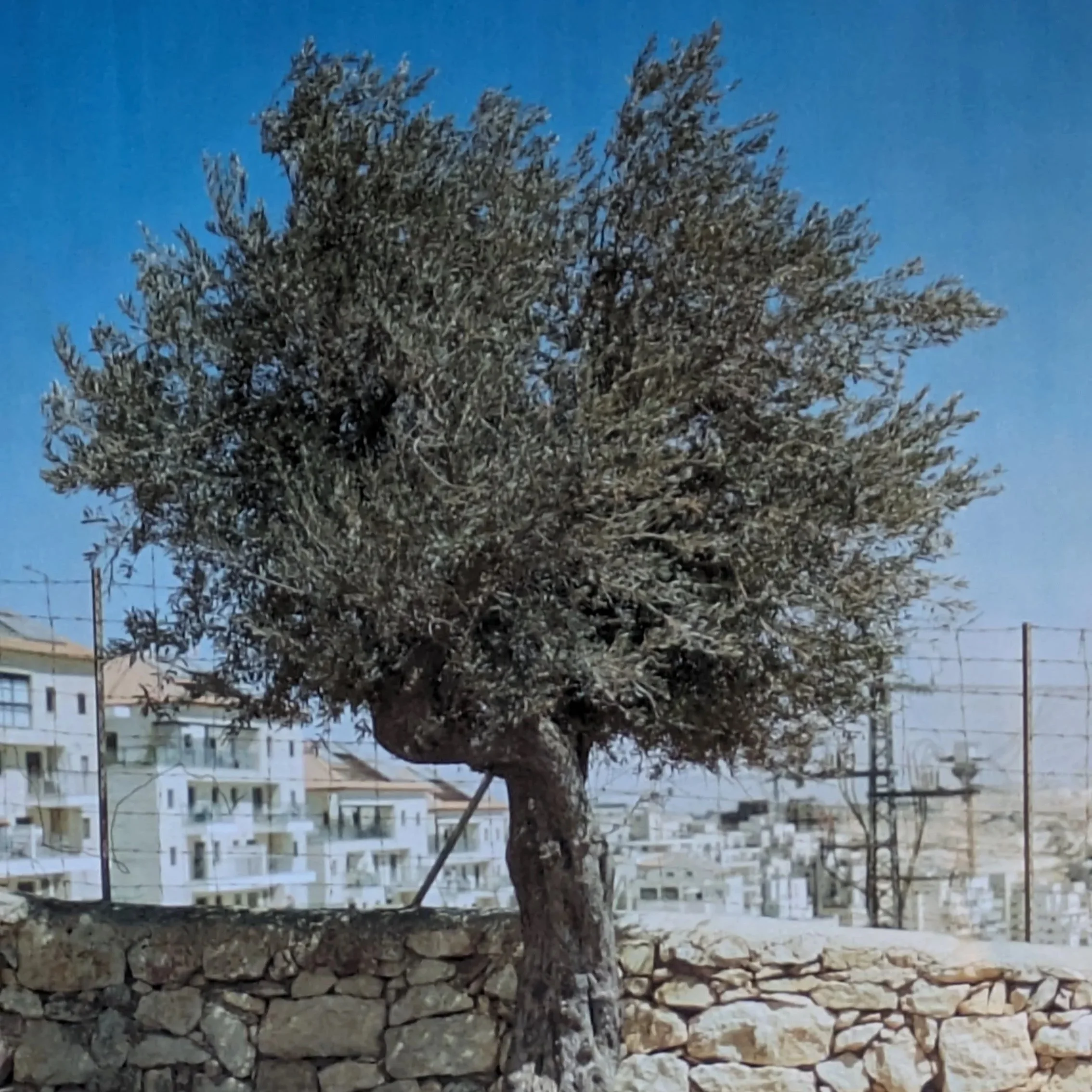 Urgent health update: Consequences of War on Gaza and the West Bank/East Jerusalem - December 14, 2025