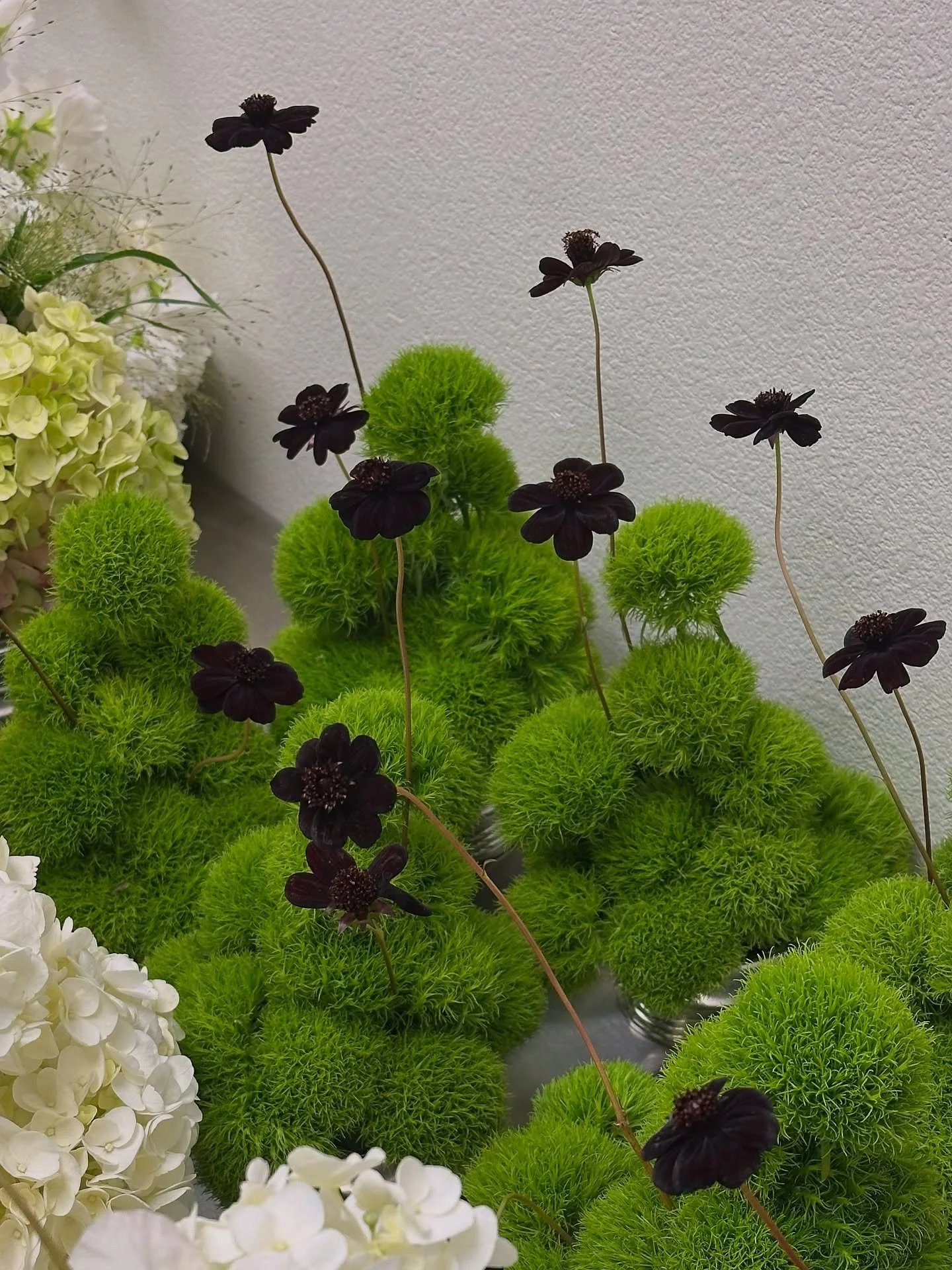 an ode to chocolate cosmos 🍫