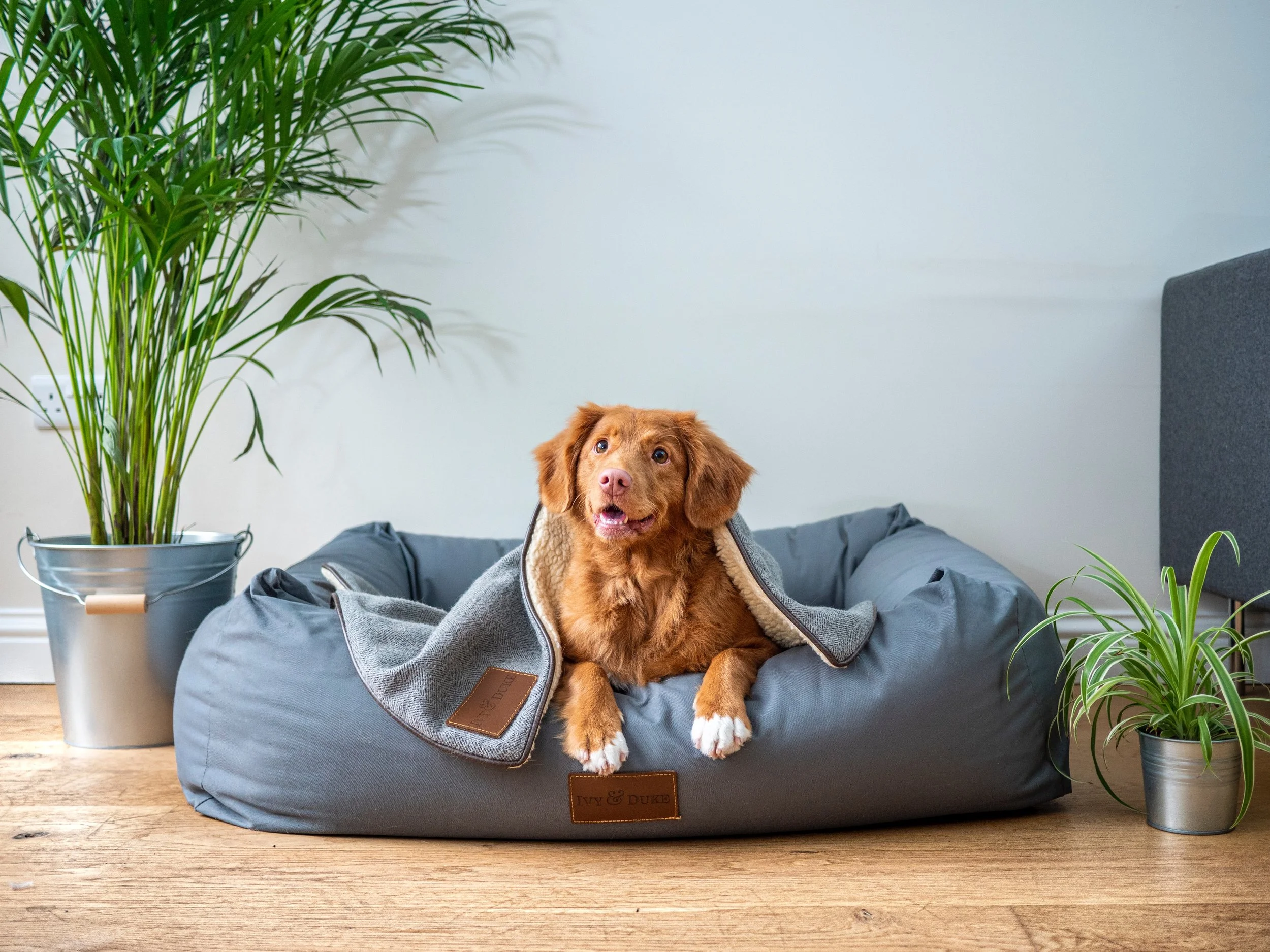 Tan Australian Shepherd laying on a dog bed with a blanket over him in a home