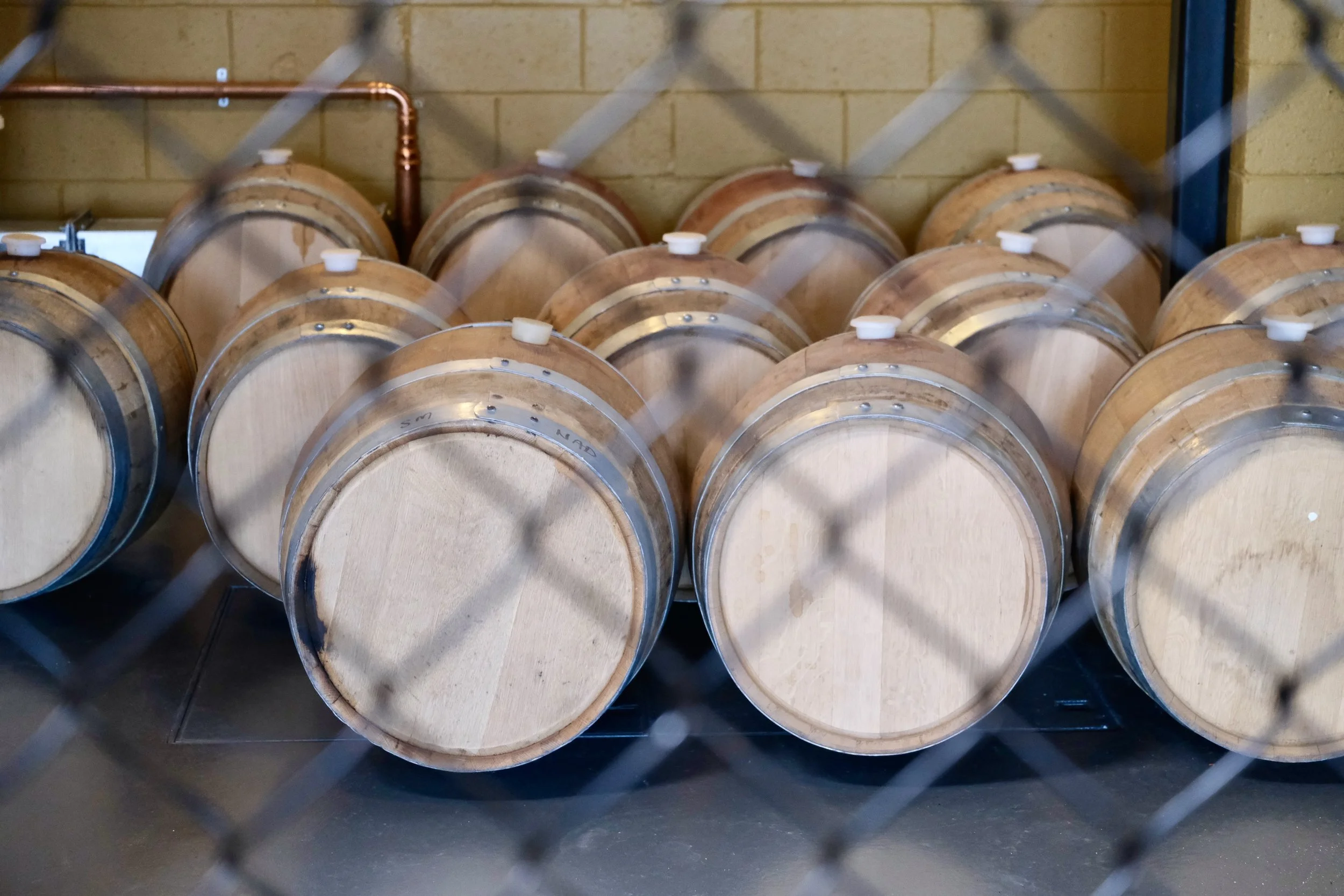 oak whisky casks lined up on the floor with white bungs