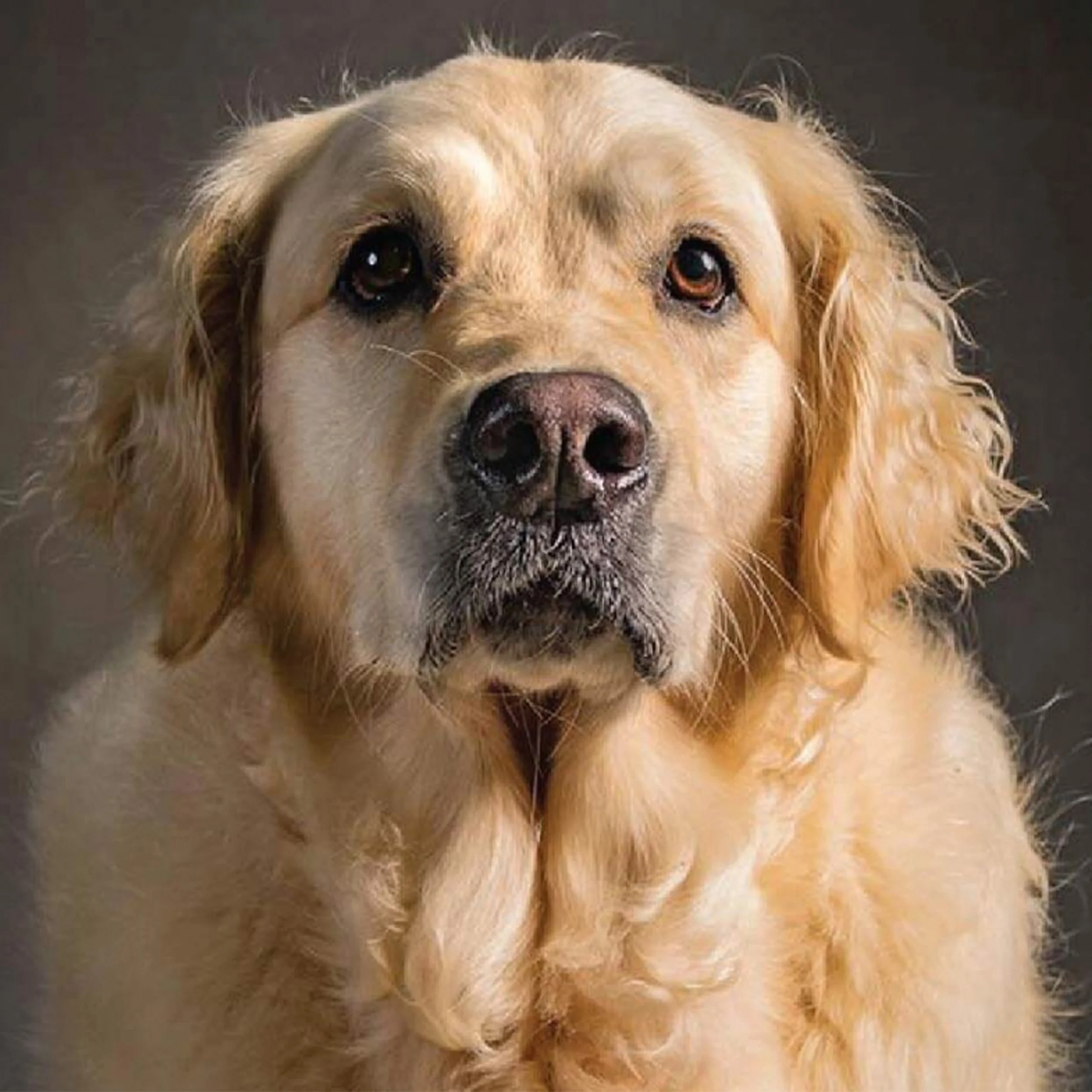 SPCA: ADOPTABLE DOG TRADING CARDS