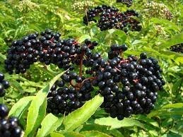 Black elderberry (1-2' seedling)