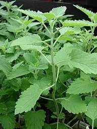 Catnip (3.5" pot)