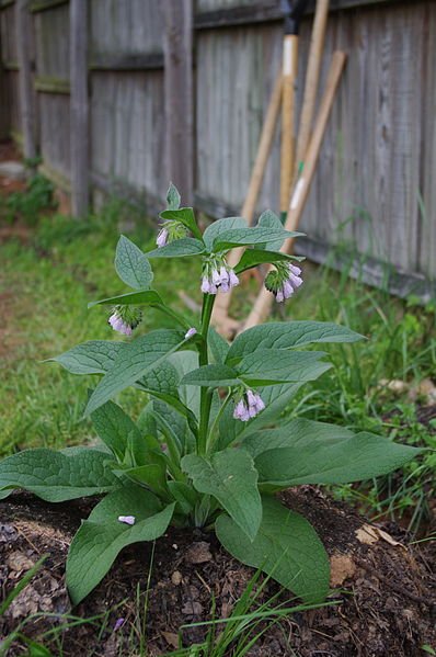 398px-Symphytum_uplandicum_x_Bocking_14.jpeg