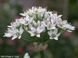 Chinese chives (3.5" pot)