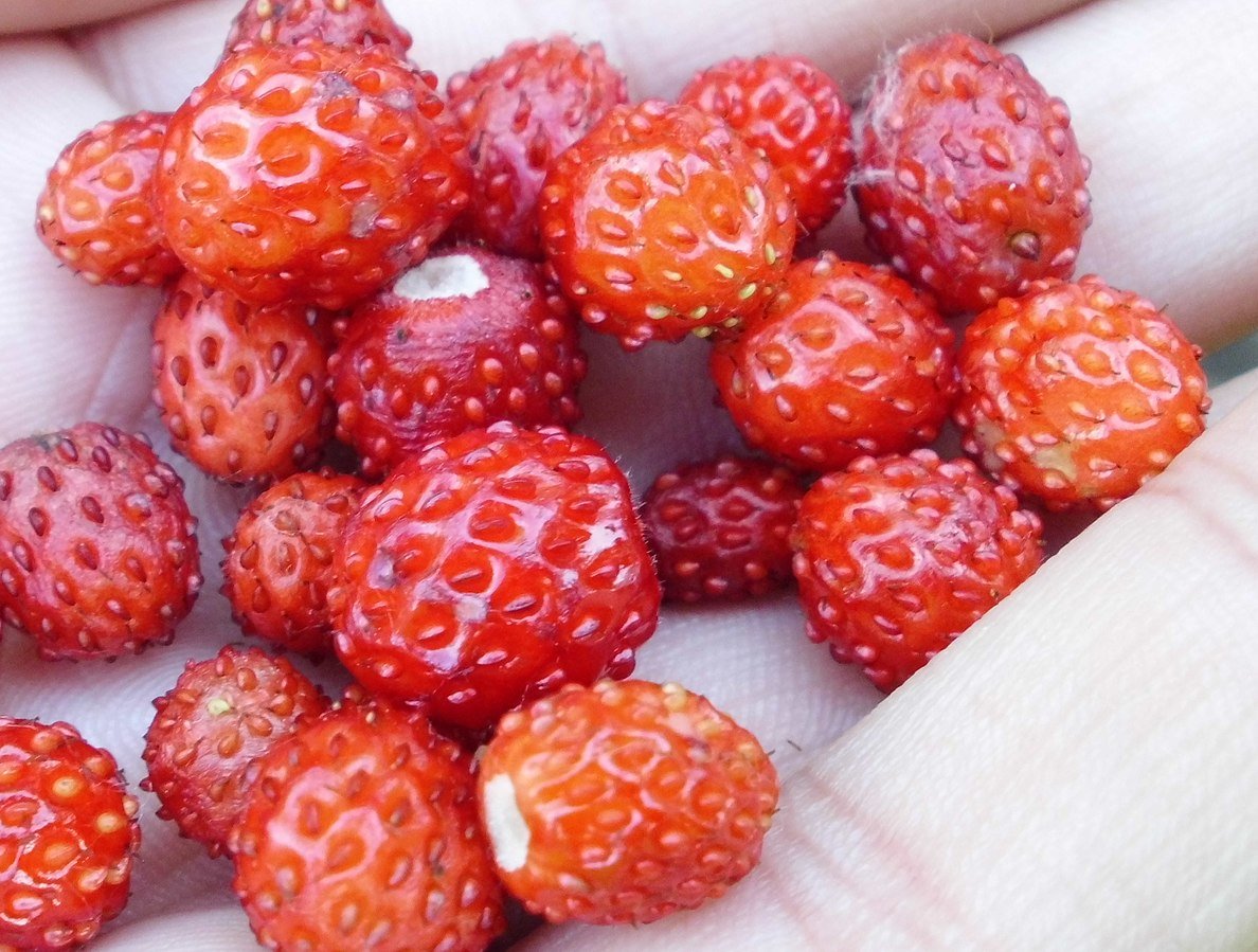 1188px-Земляника_лесная_(Fragaria_vesca)_f001.jpg