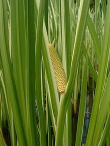 220px-Acorus_calamus1.jpeg