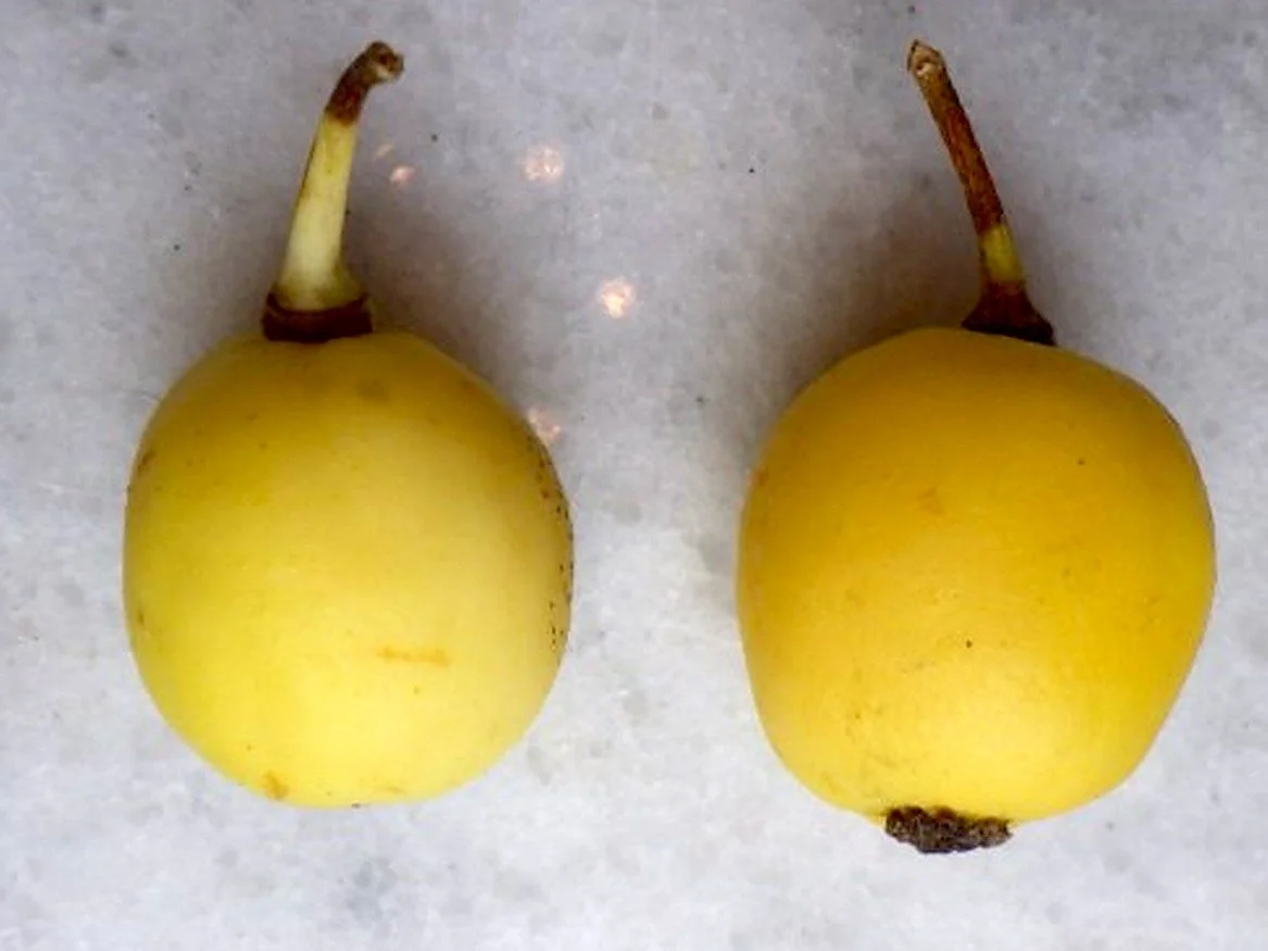 Ripe-mayapple-fruit.jpg