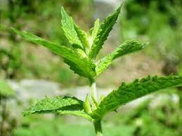 Spearmint (3.5" pot)