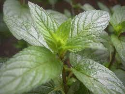 Chocolate Mint (3.5" pot)