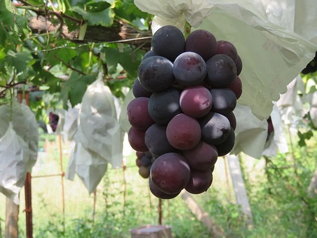 Pione_Grapes.jpeg
