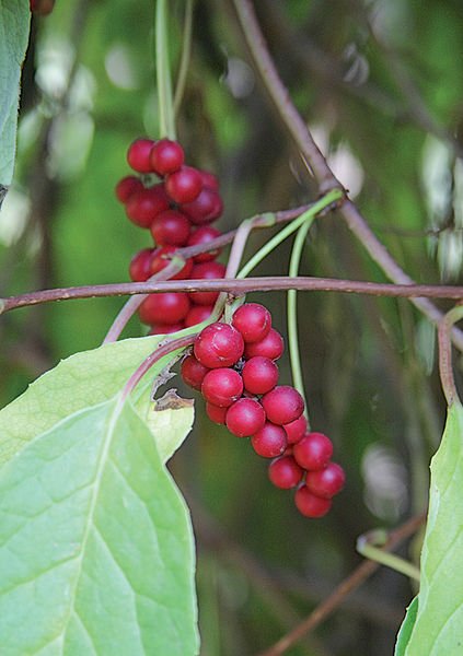 Schisandra berry (4" pot)