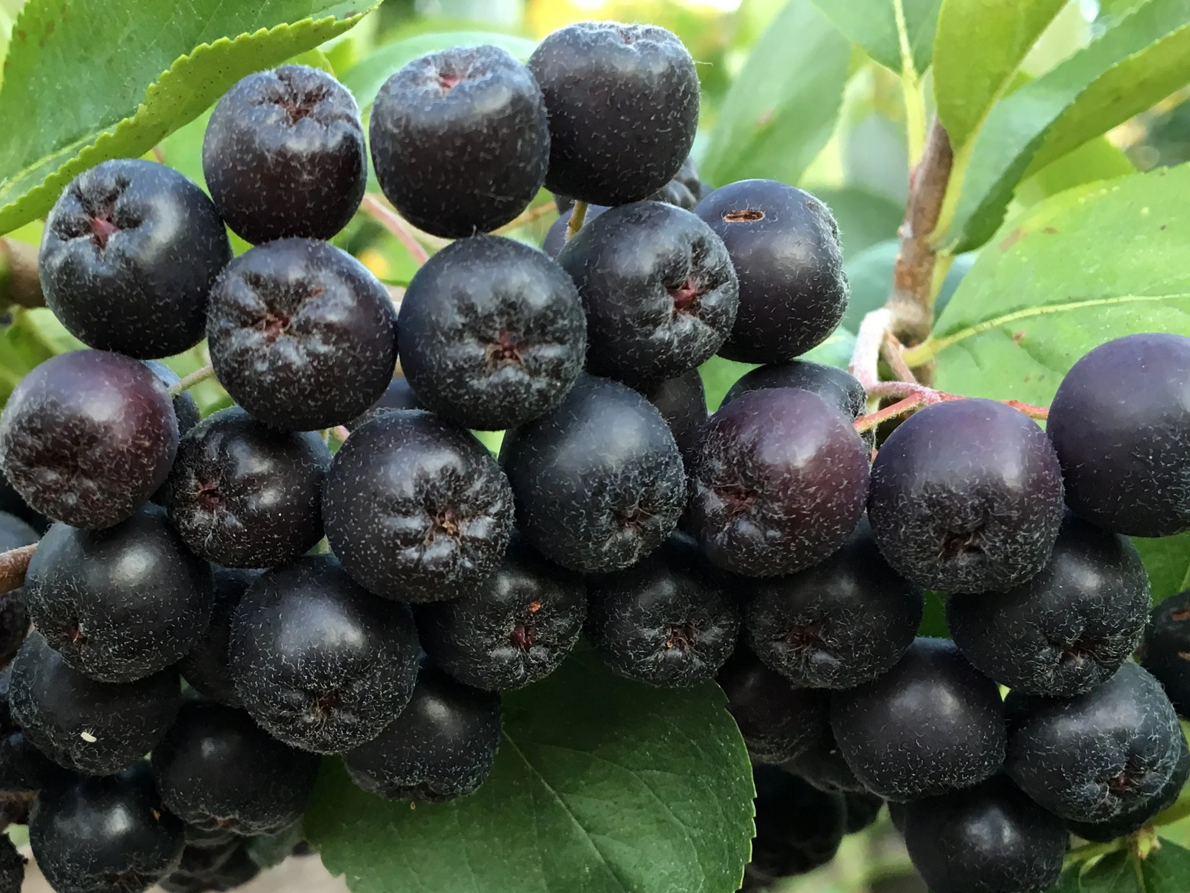 Black Aronia (1-2' seedling) — Turtle Bend Farm