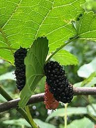 Black Mulberry (1-2' seedling)