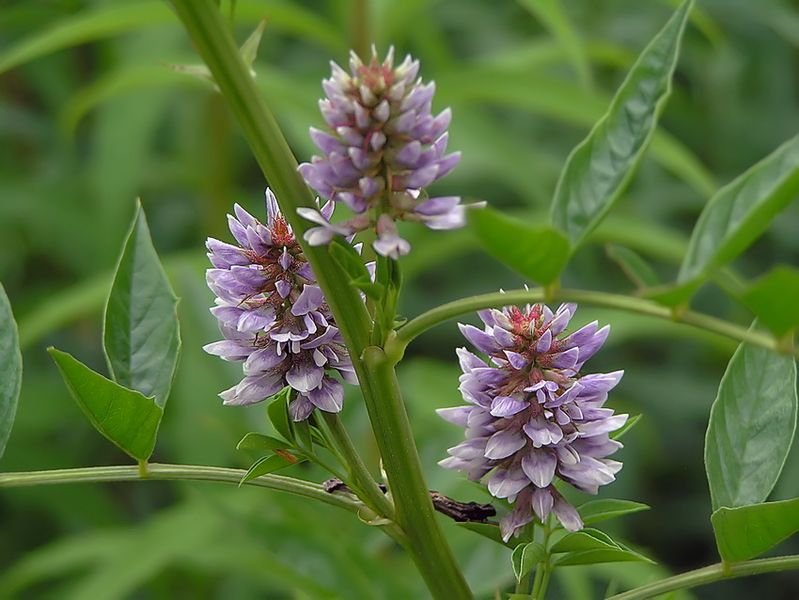 Glycyrrhiza_pallidiflora.jpeg
