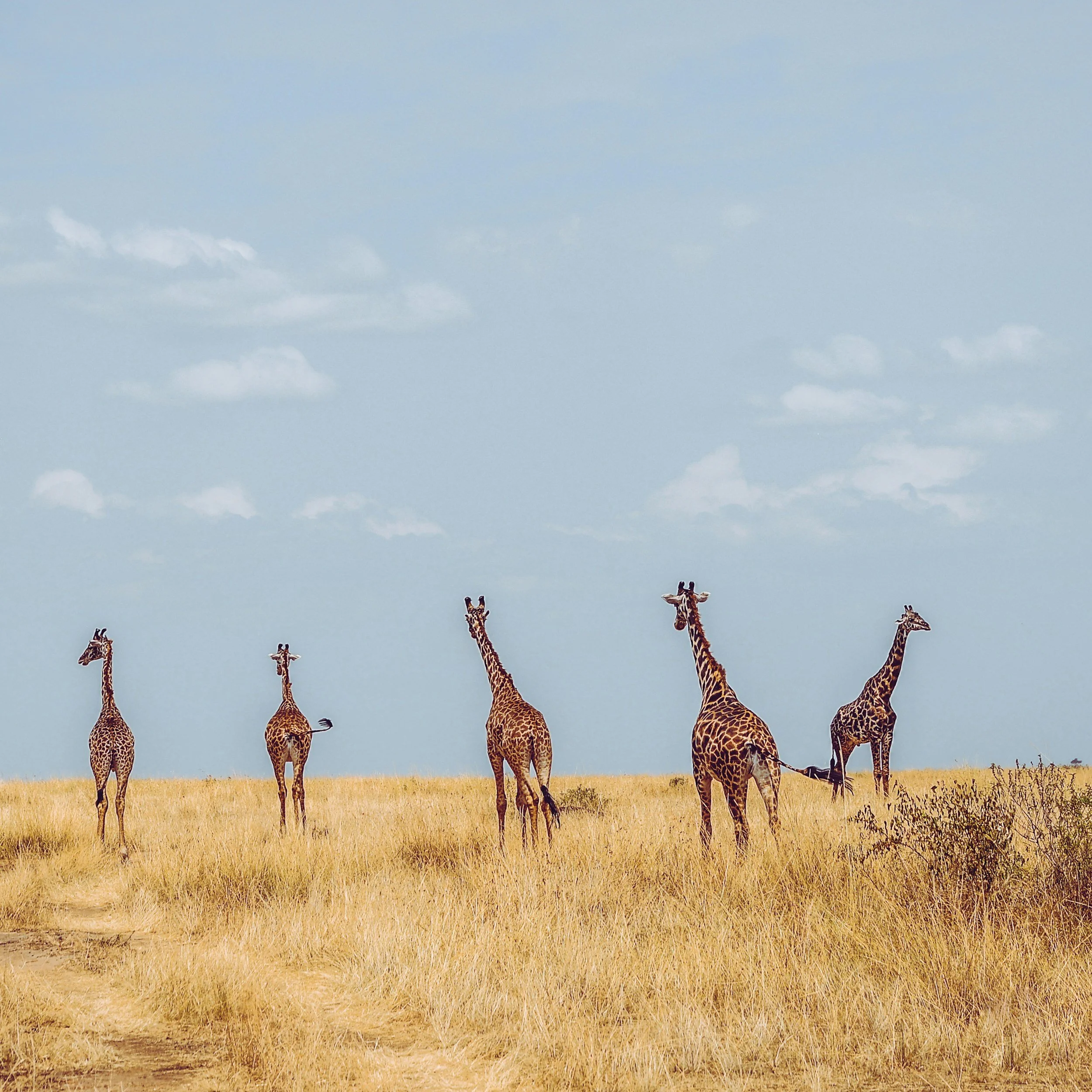 unsplash-image-ORcQipPJAy4.jpg
