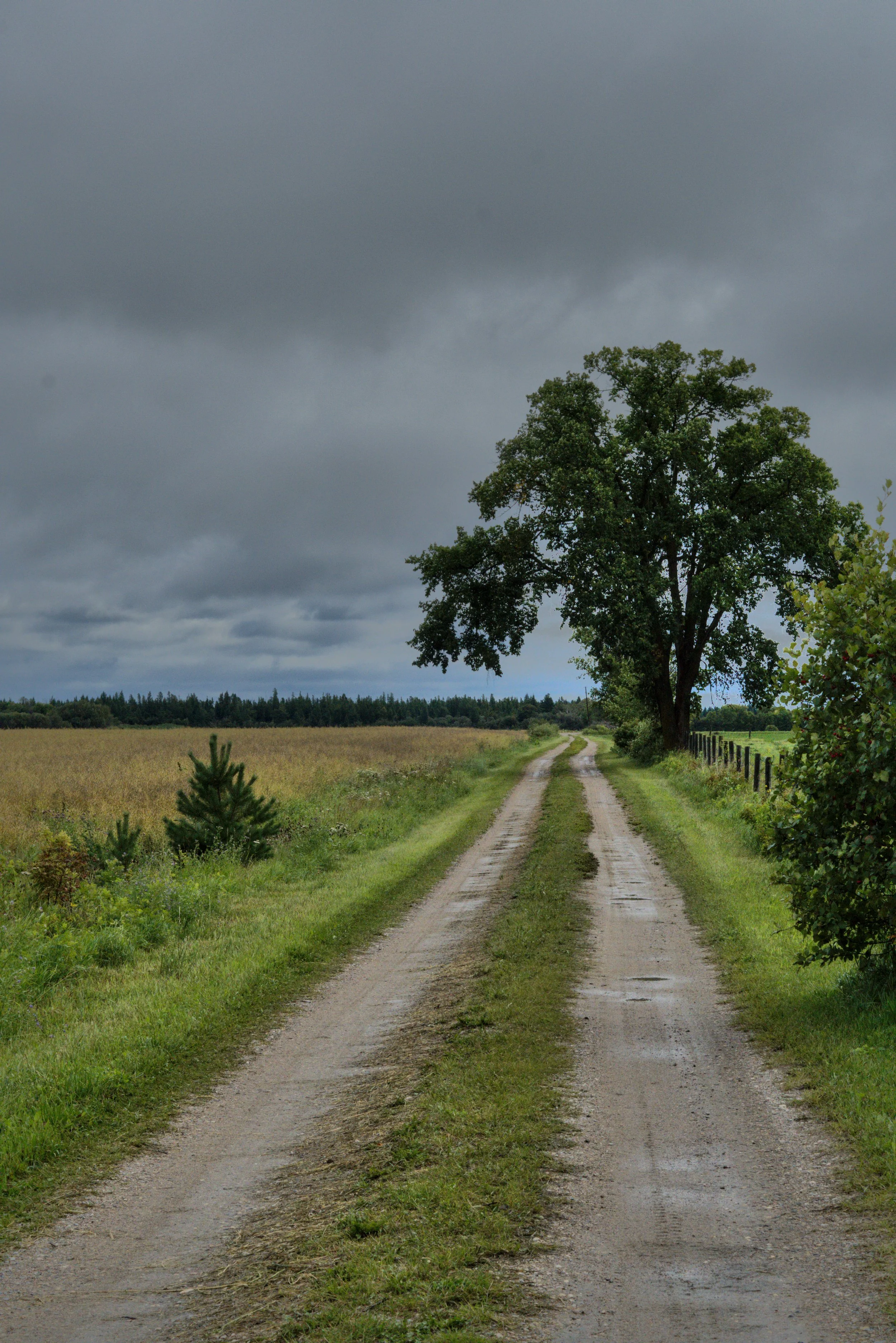HLSBatch1_DSC8870 Hannah Shiffman.jpg