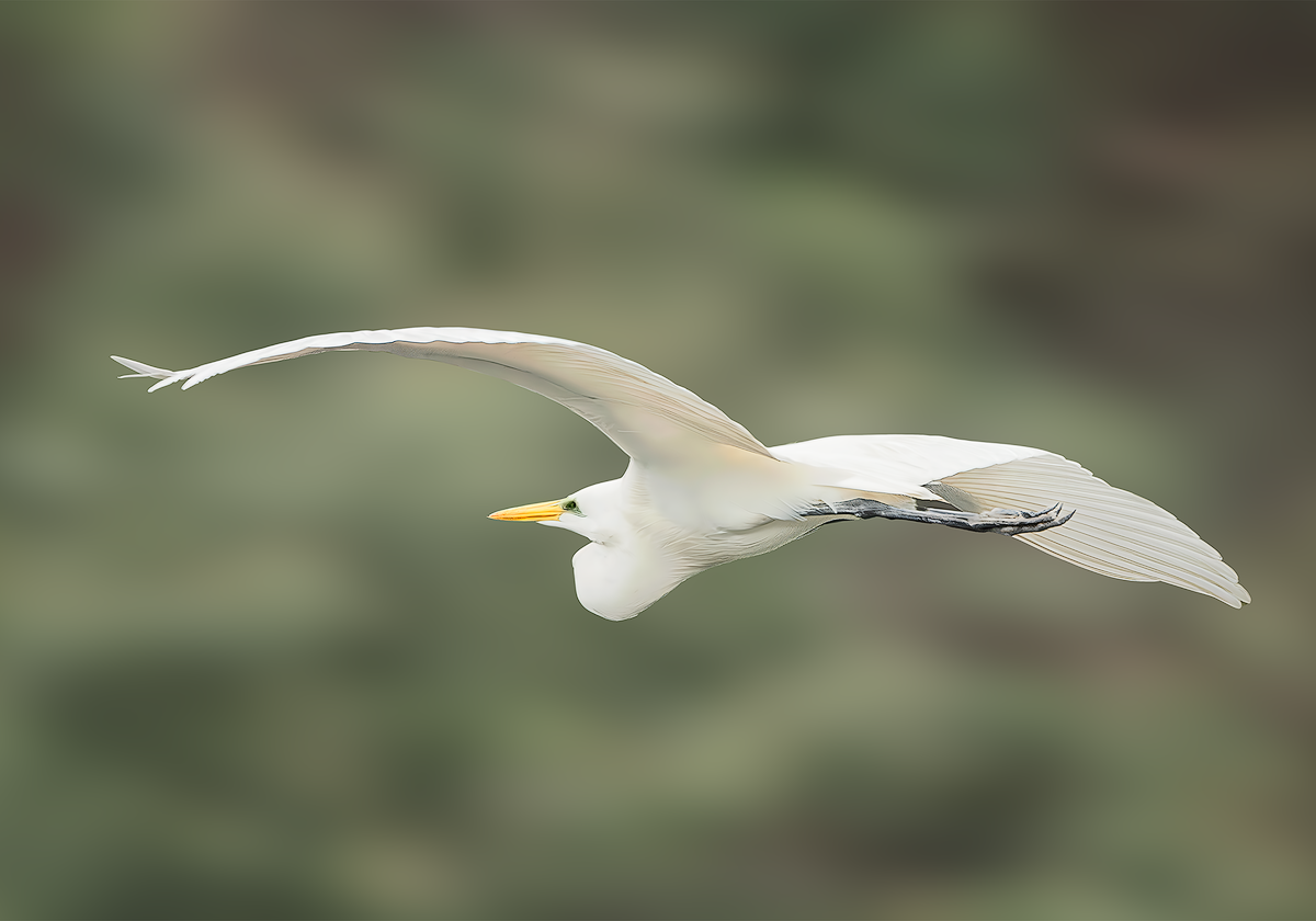 My intent was to capture not simply the bird in motion, but the silence that follows — that fleeting space between movement and rest. The painterly background softens the boundary between subject and environment, allowing the egret’s form to emerge a
