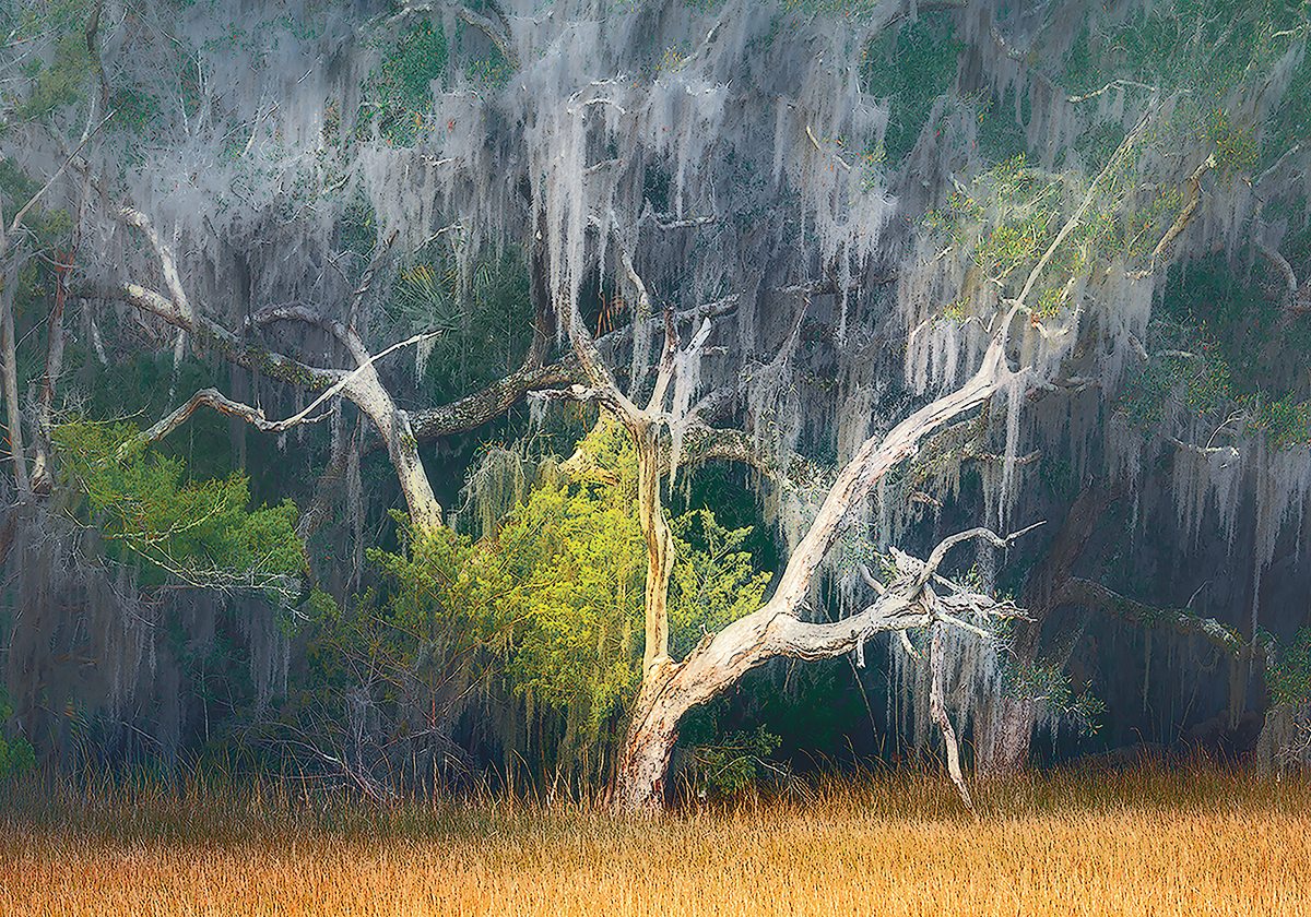 Shimmer Time

Edisto Island · South Carolina

Golden salt grass catches the last light as a weathered live oak, draped in Spanish moss, stands quietly at the edge of the marsh. Shimmer Time captures that moment when the Lowcountry softens — when ligh