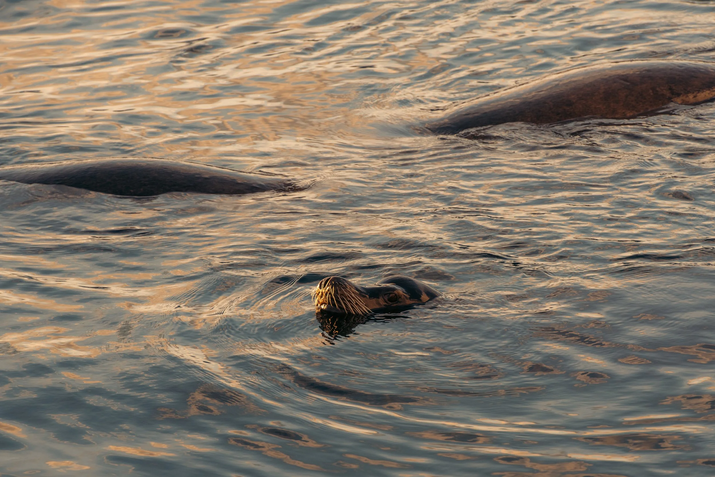 A seal swimming in water during sunset, with part of its head and nose visible above the surface.