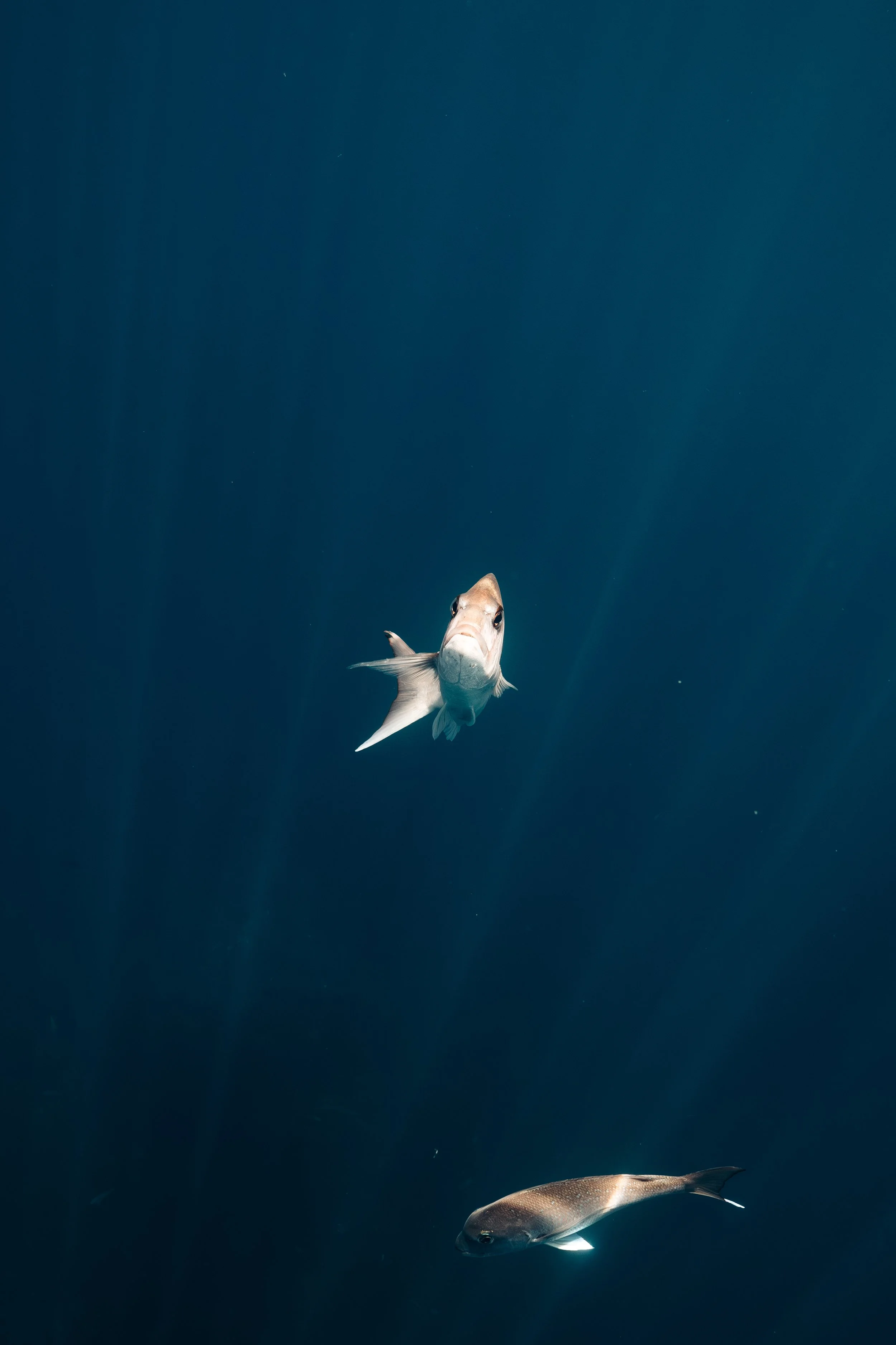 Snapper-4.jpg
