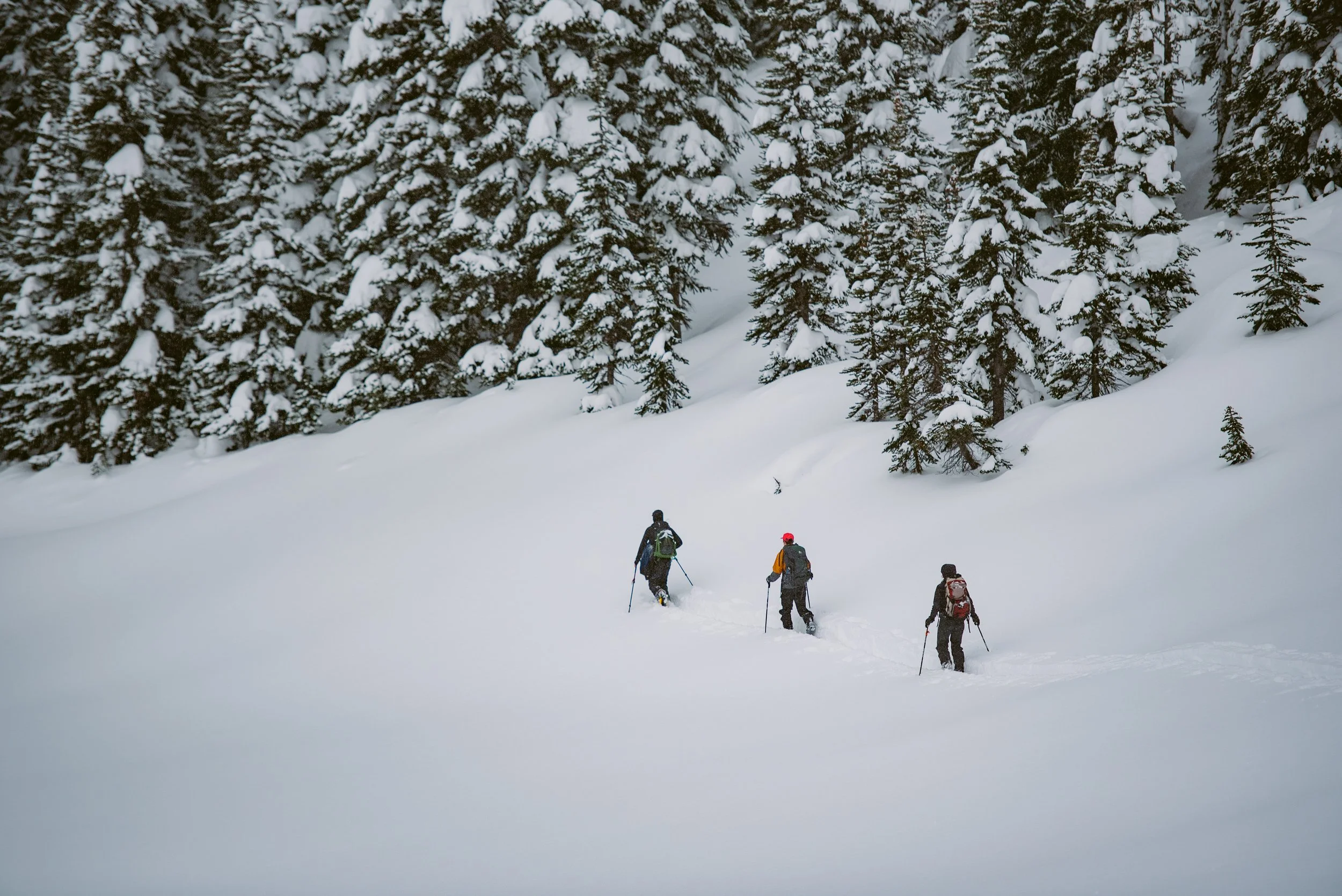 Three people snowshoeing in a snowy forest with tall snow-covered trees.