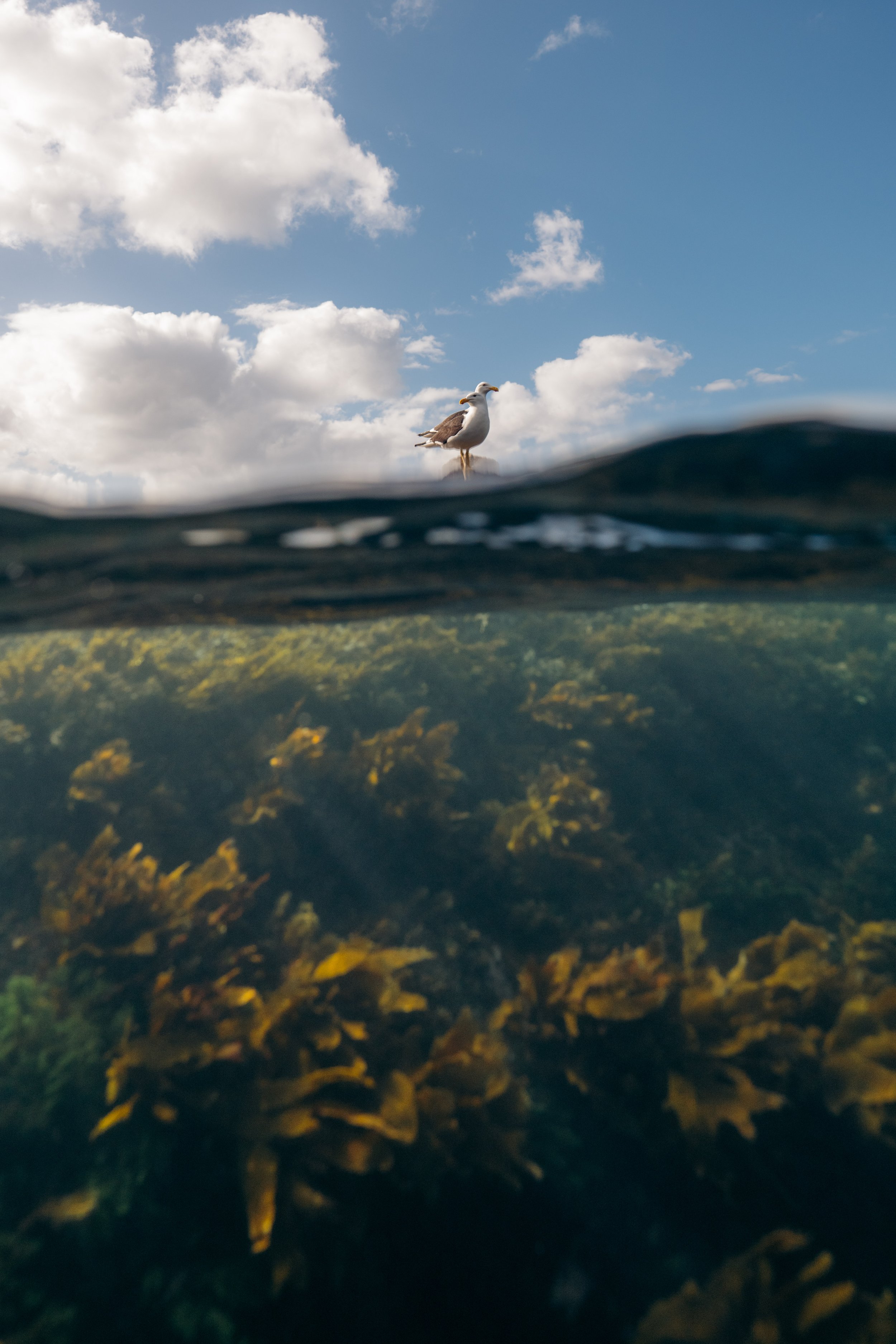 Seagulls standing on a rock above the water, with a partly cloudy sky in the background and underwater seaweed visible below the surface.