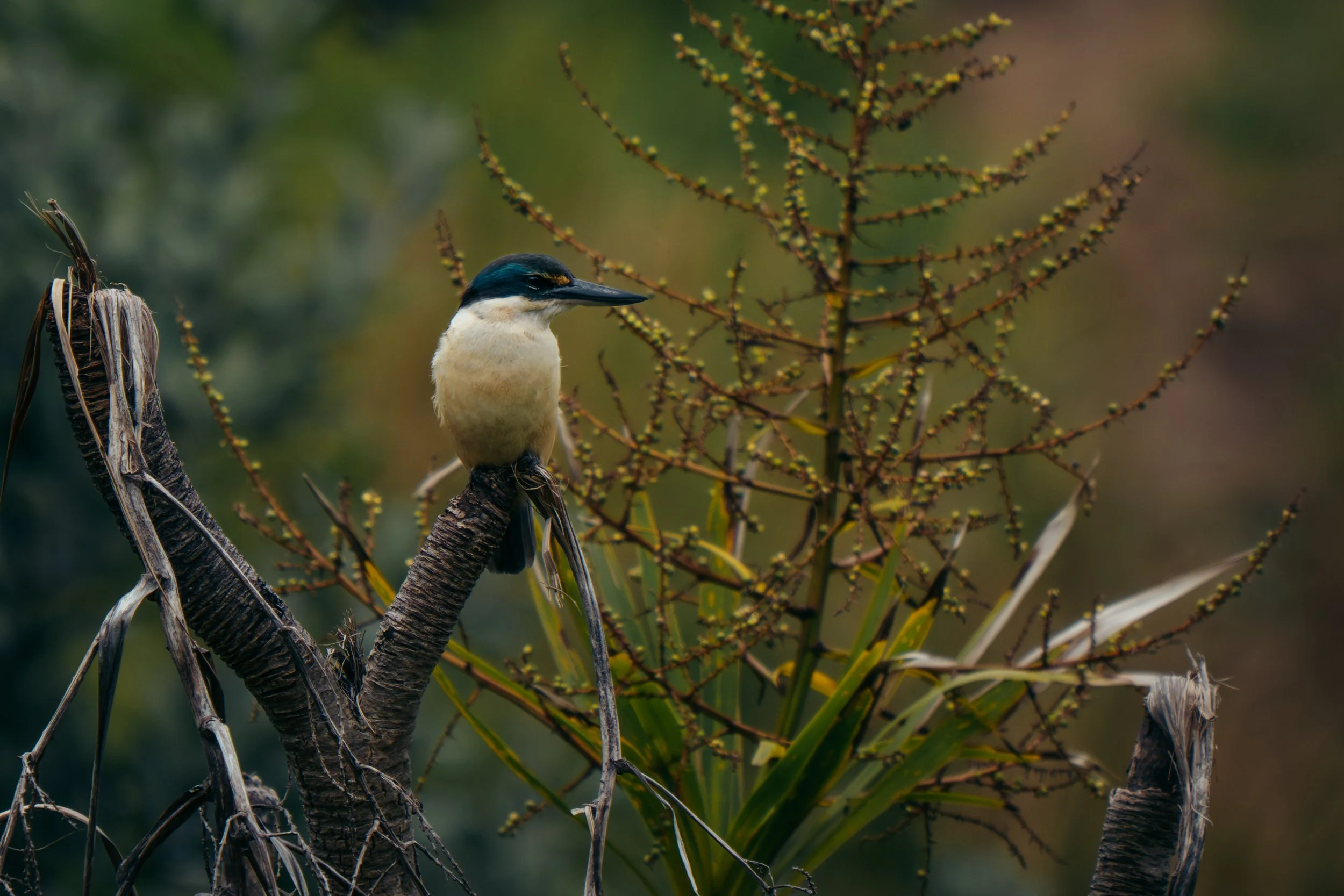 A bird perched on a branch next to a plant with thin, branching stems and green, elongated leaves.