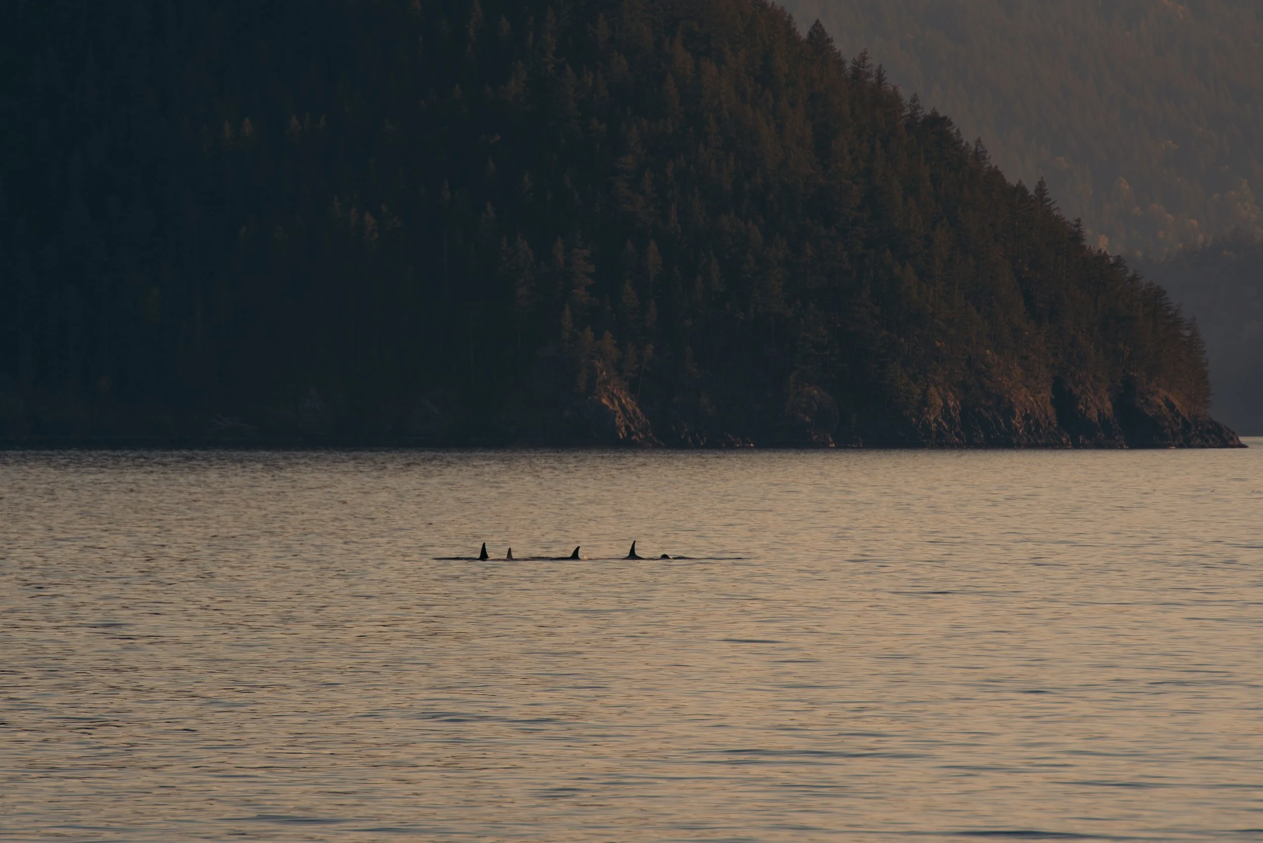 A body of water with three orcas swimming near the surface, with a forested hillside in the background at sunset.