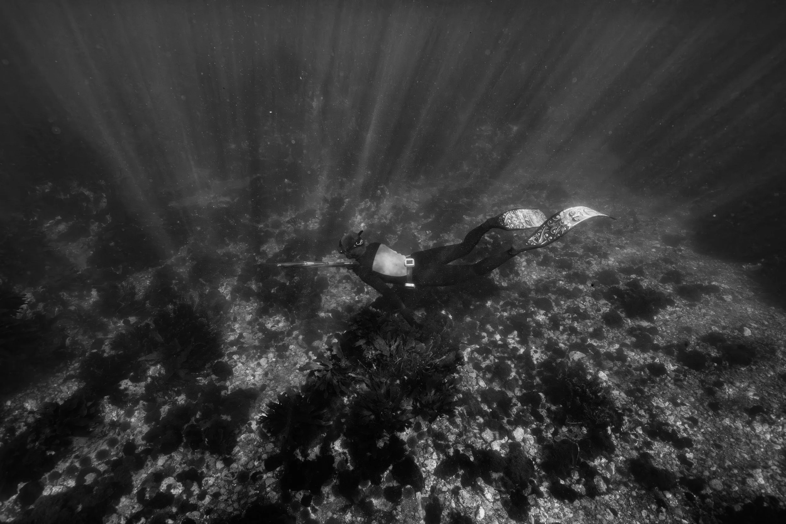 A scuba diver underwater swimming over a coral reef in black and white.
