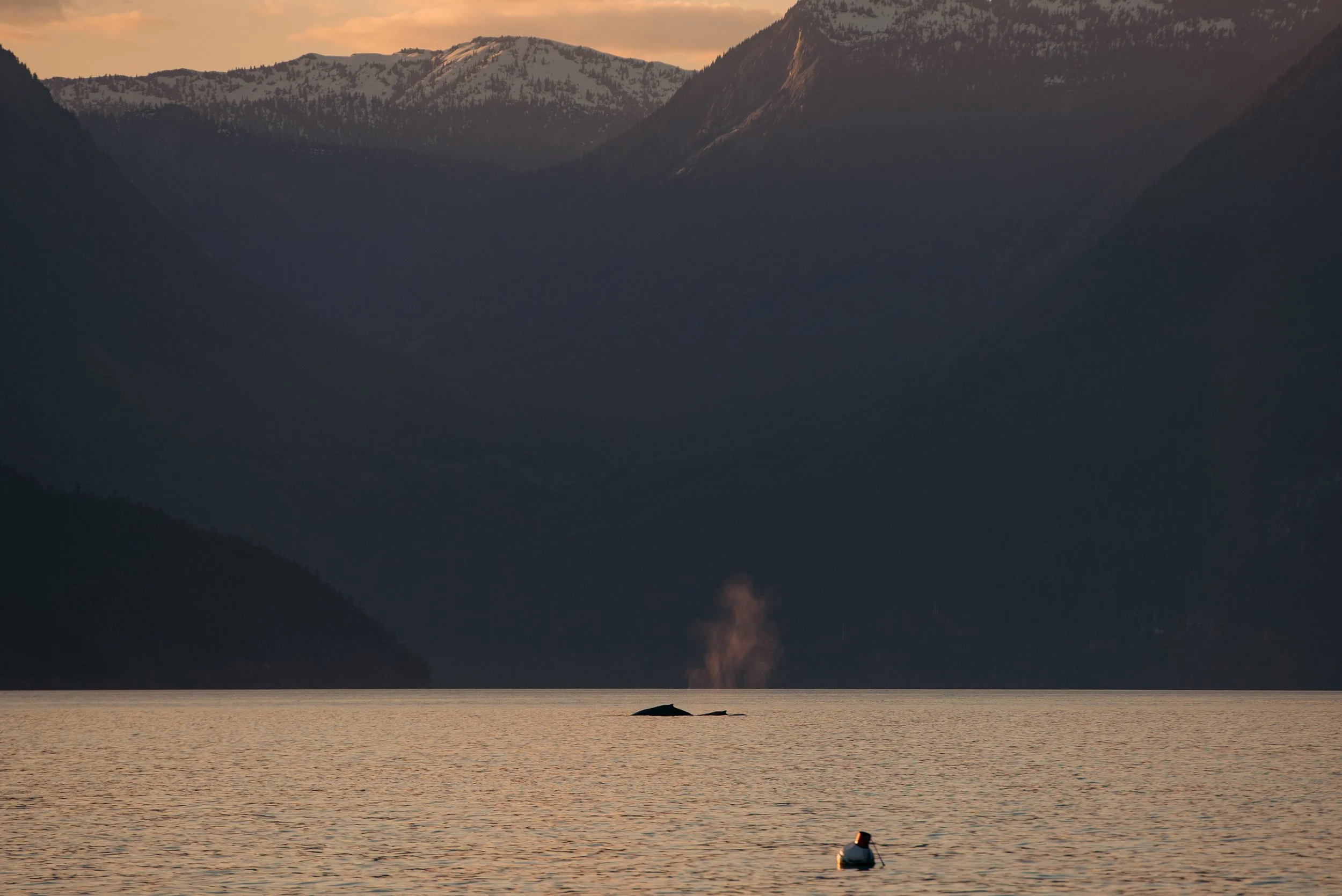 A whale surfacing near the water's surface with steam or mist rising above its back, with a mountainous landscape in the background during sunset.