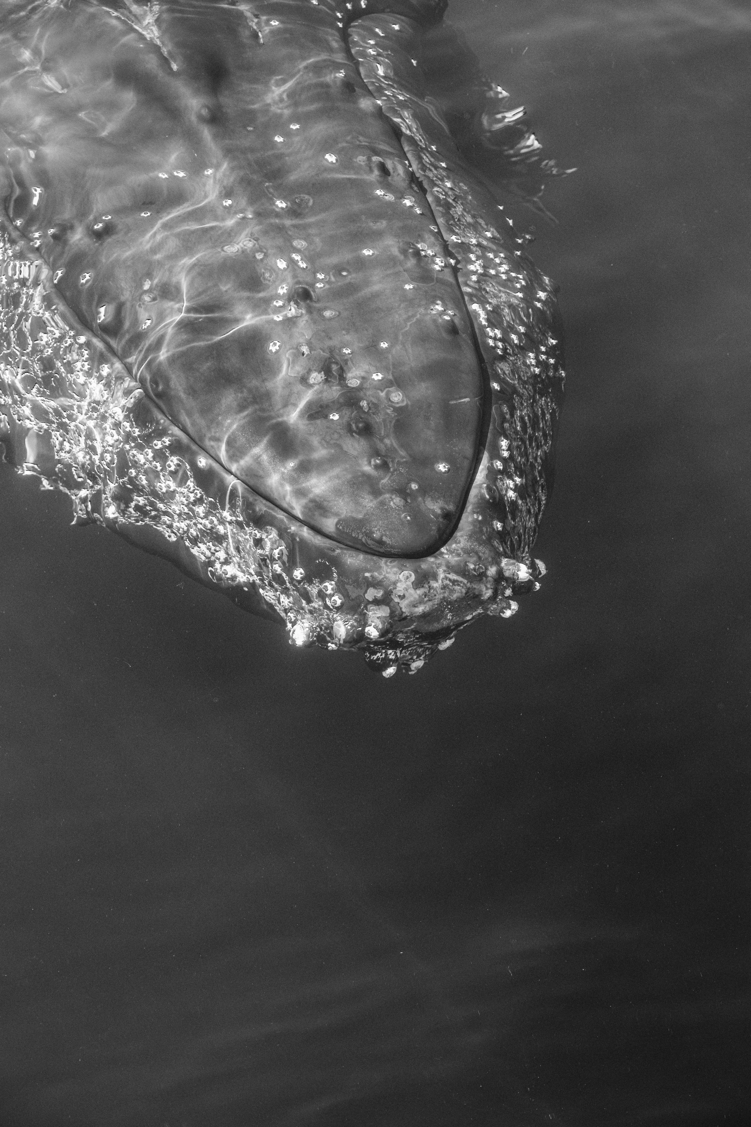 Close-up of a whale's head emerging from the water, with bubbles and ripples around it.