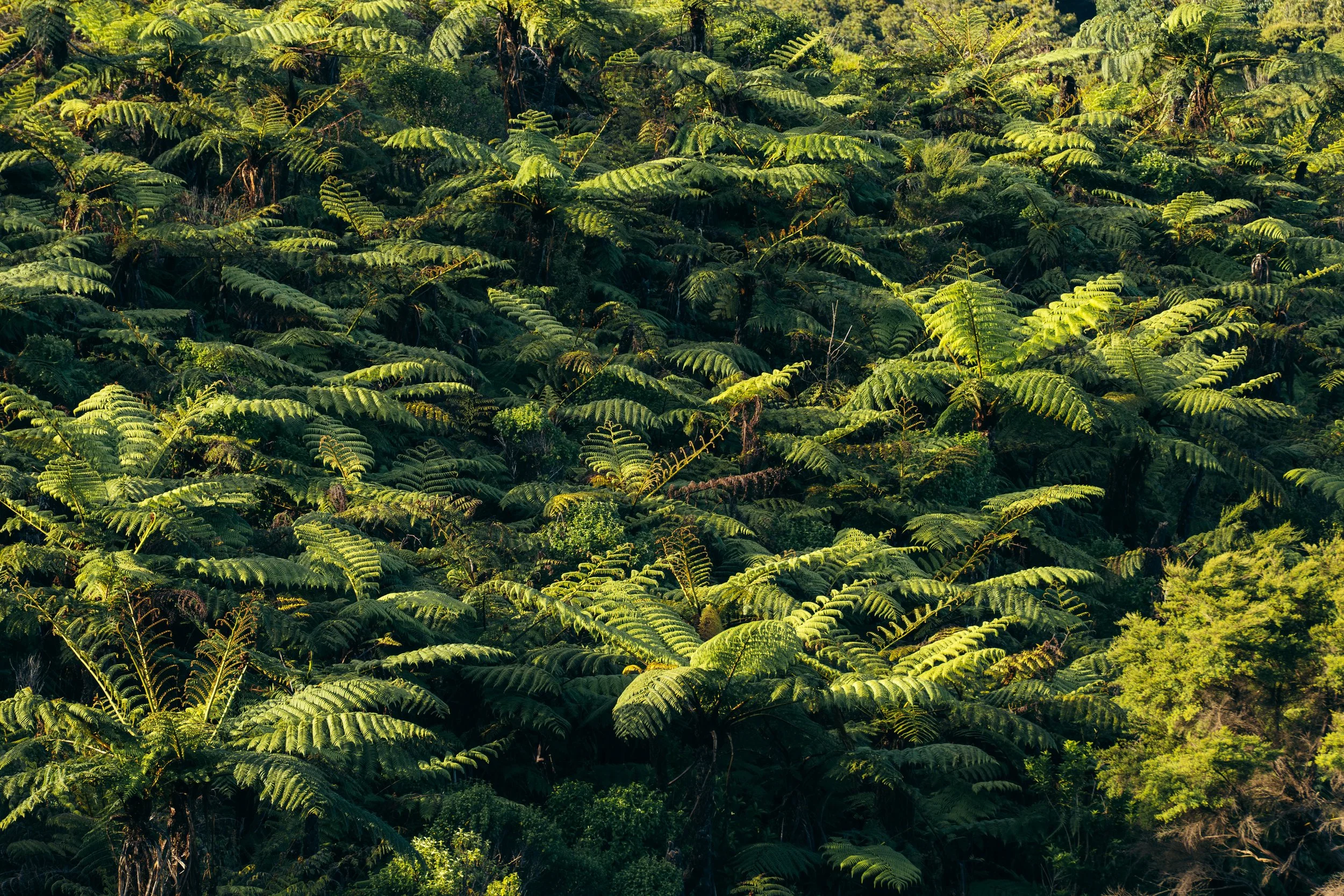 A dense forest of lush green ferns growing closely together.
