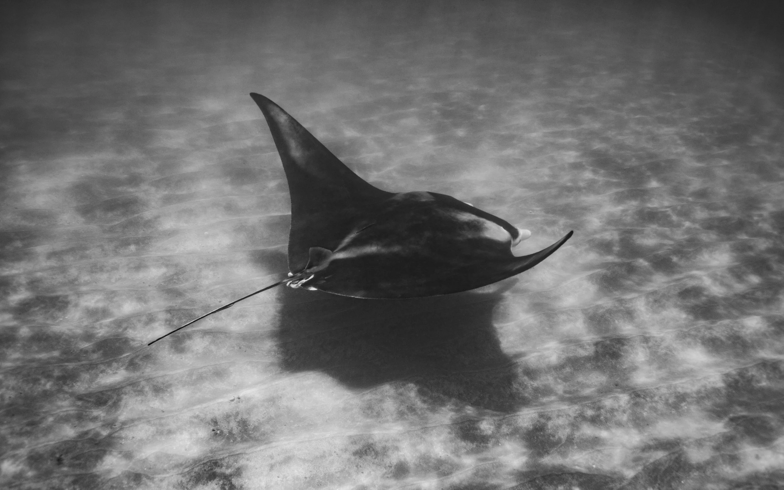 A black and white photo of a manta ray swimming in the ocean, with a tag or rope attached to its front fin.
