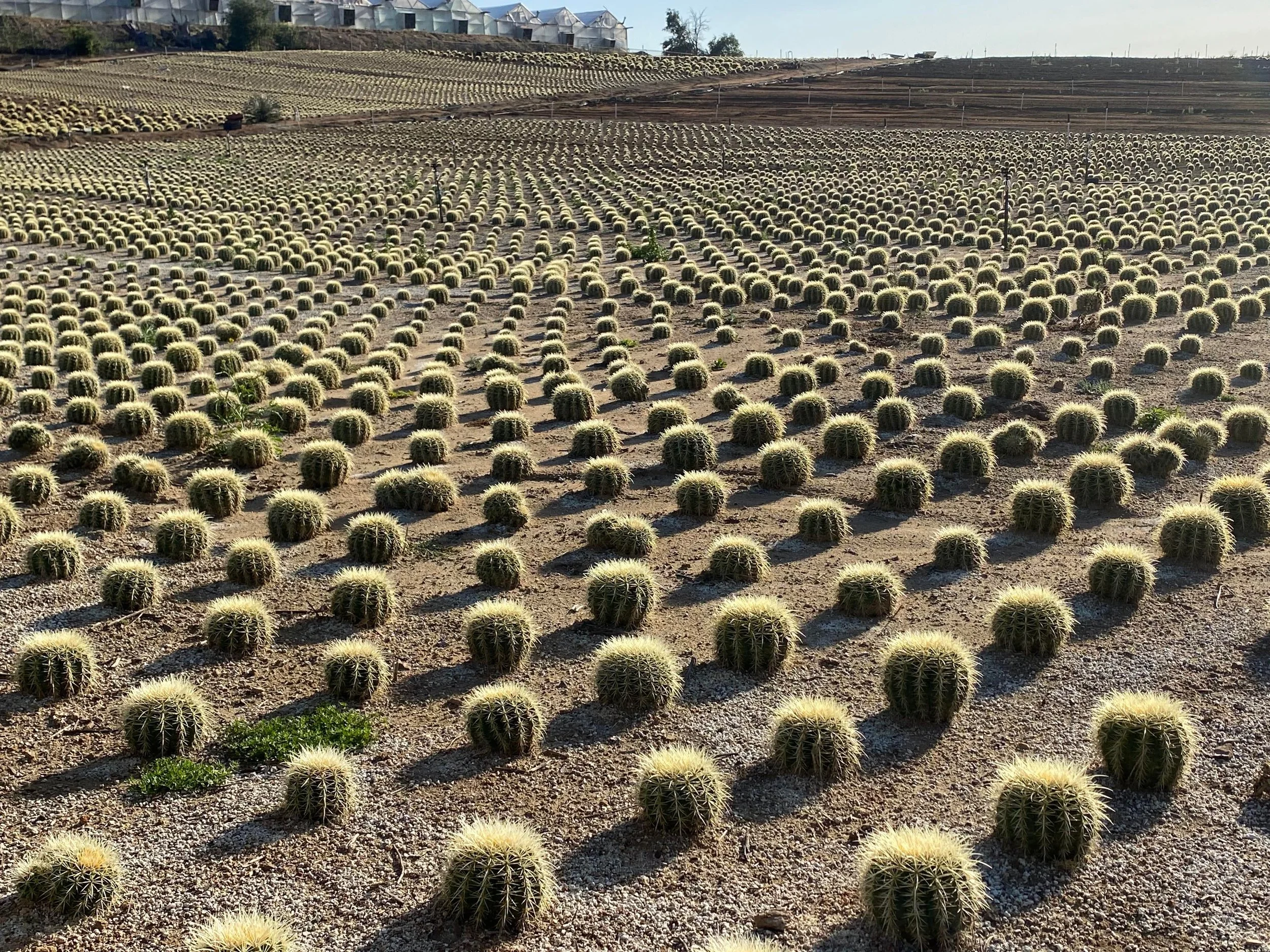 Rooted in Fallbrook: Four Generations at Silverthorn