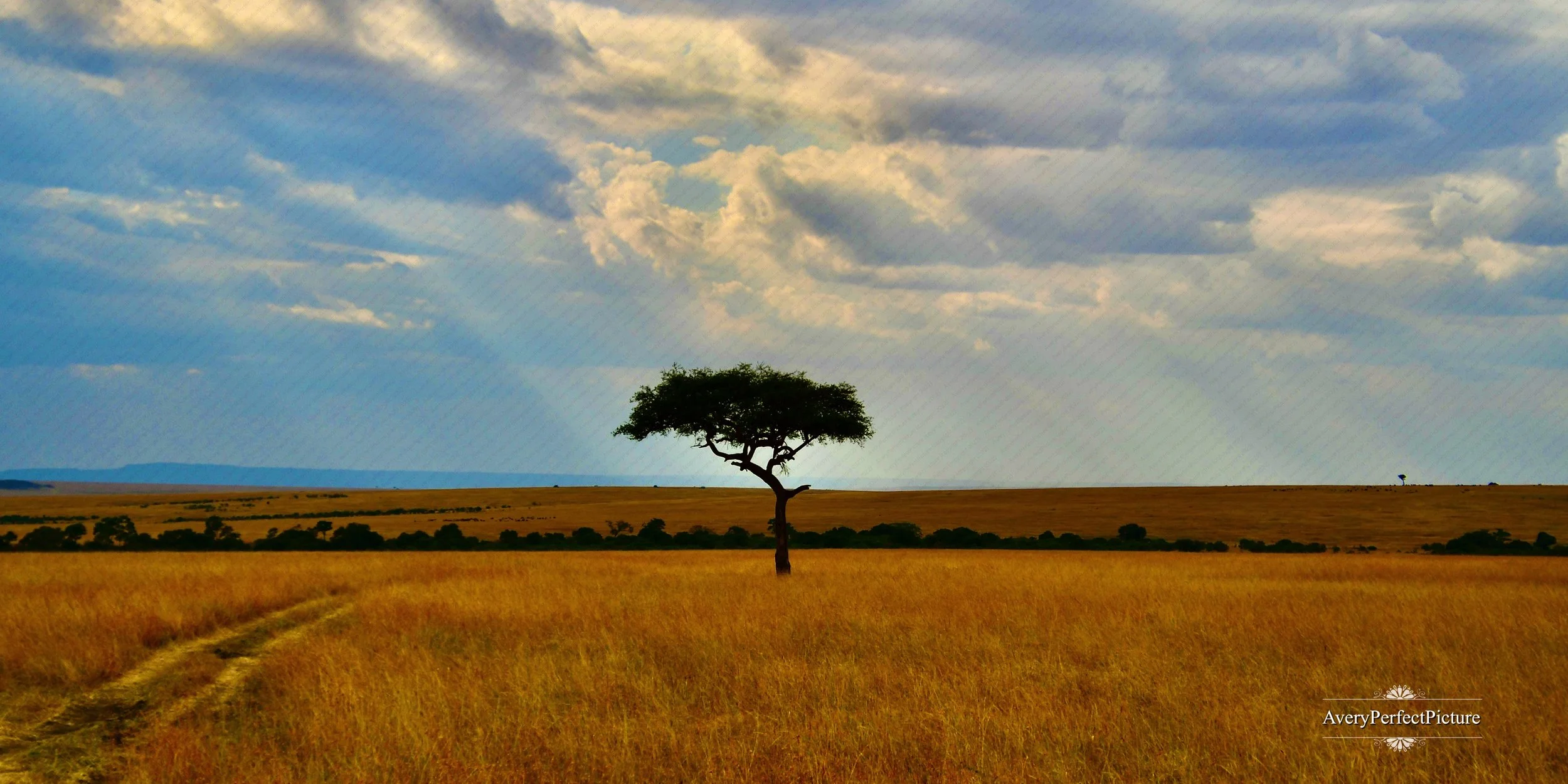 Acacia Sun