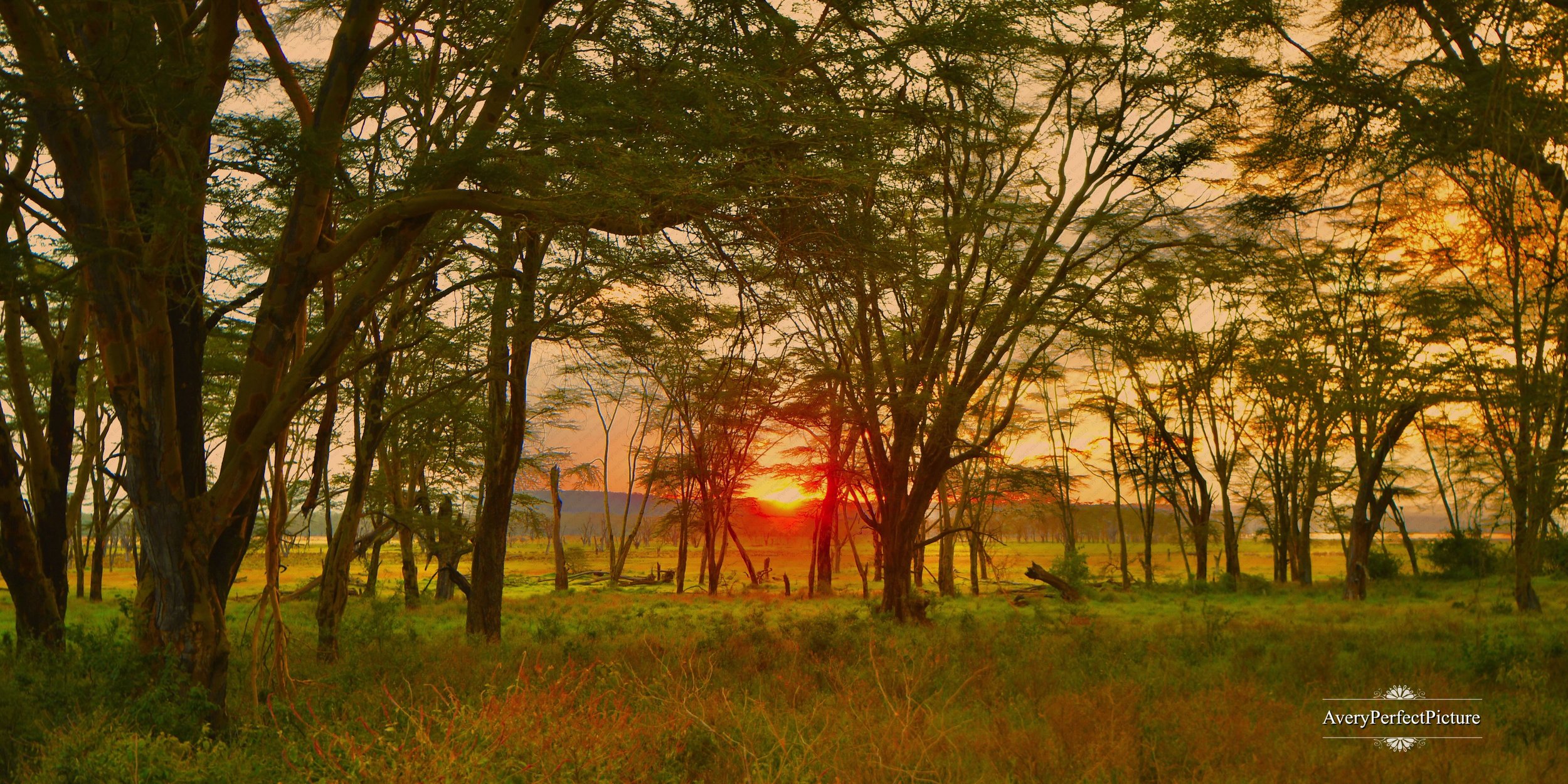 Safari at Twilight AME_2844 (32x16).jpeg