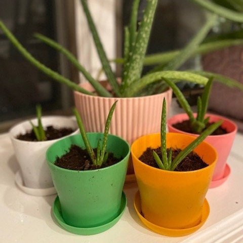 https://i.etsystatic.com/38018647/r/il/32c2db/4225583054/il_fullxfull.4225583054_ecza.jpg