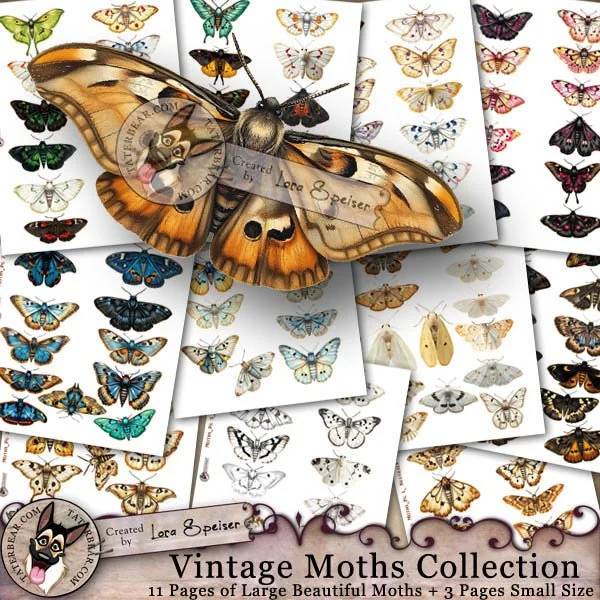 Vintage Moths Collection - 277 Gorgeous Moths!